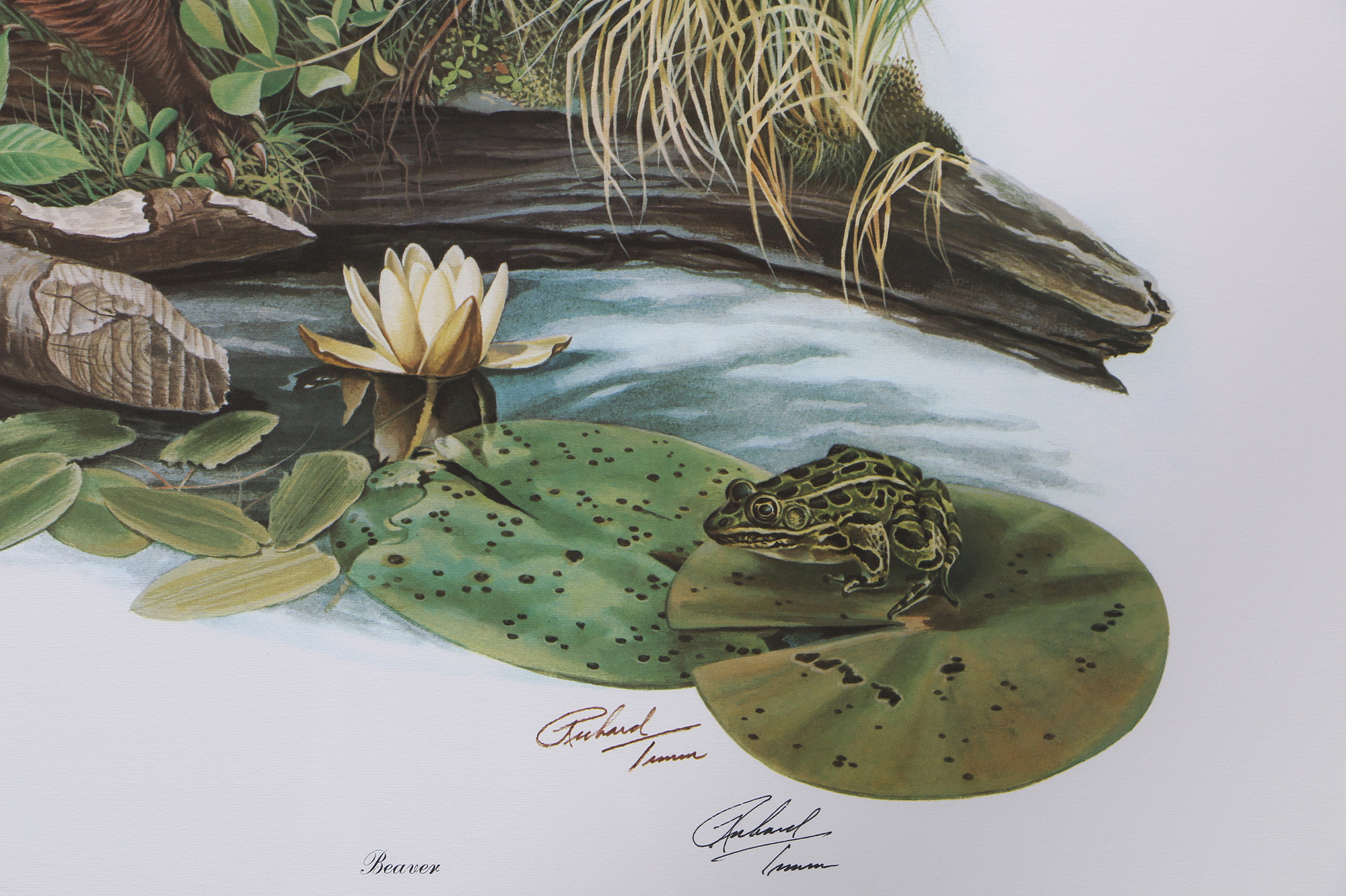 Richard Timm Offset Lithographs "Mammals of North America" Portfolio