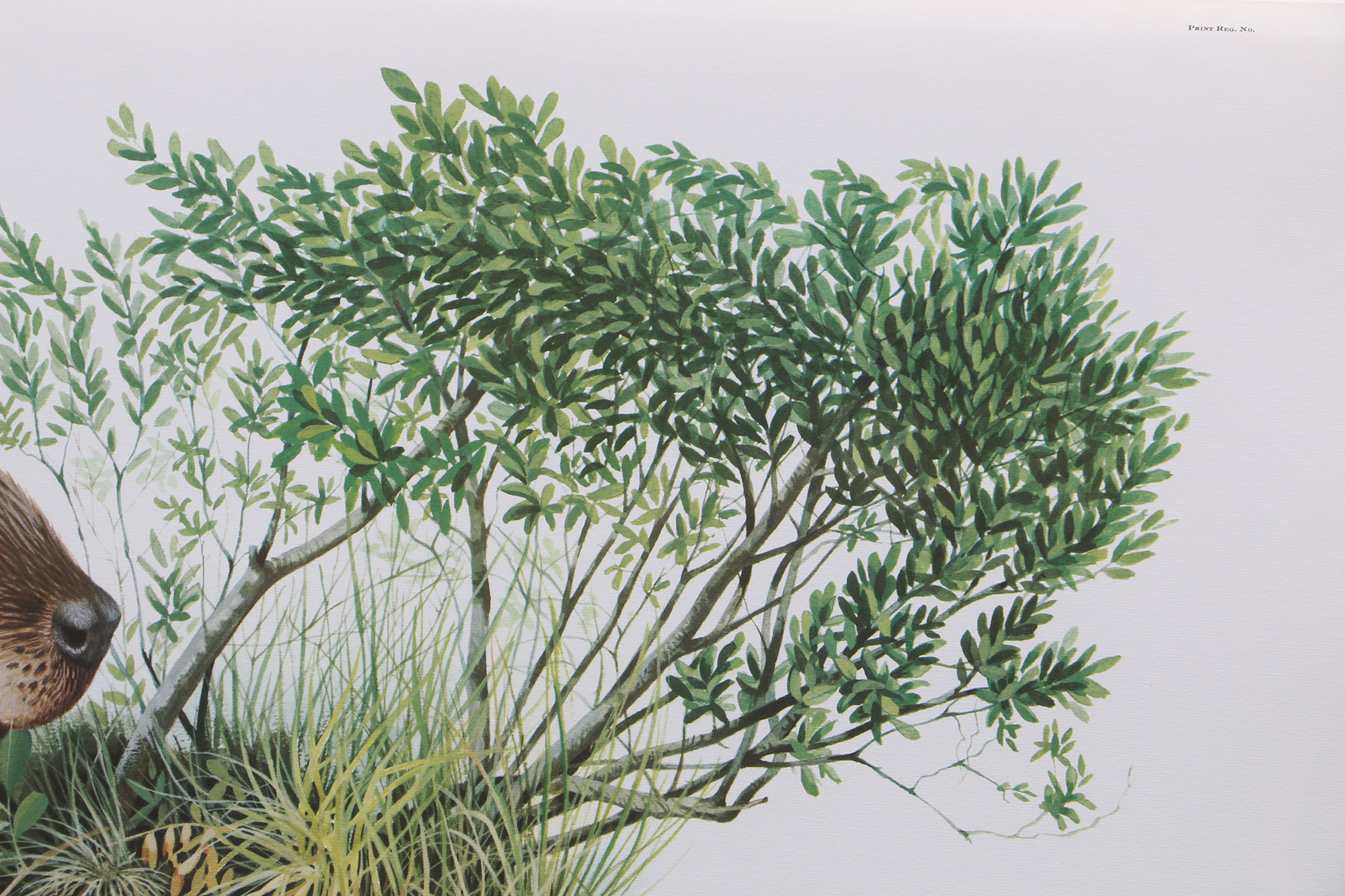 Richard Timm Offset Lithographs "Mammals of North America" Portfolio