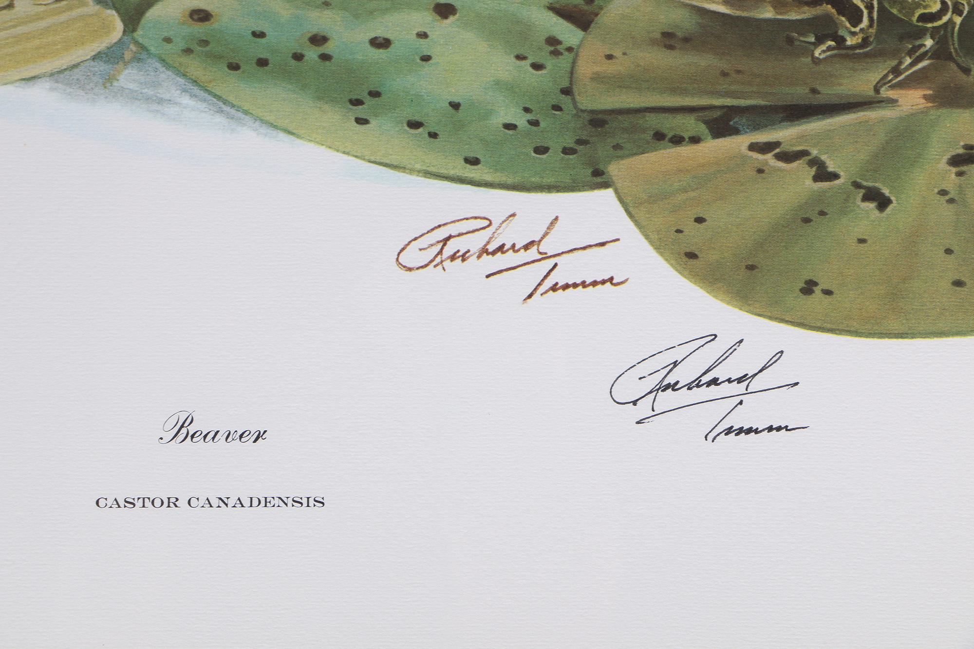 Richard Timm Offset Lithographs "Mammals of North America" Portfolio