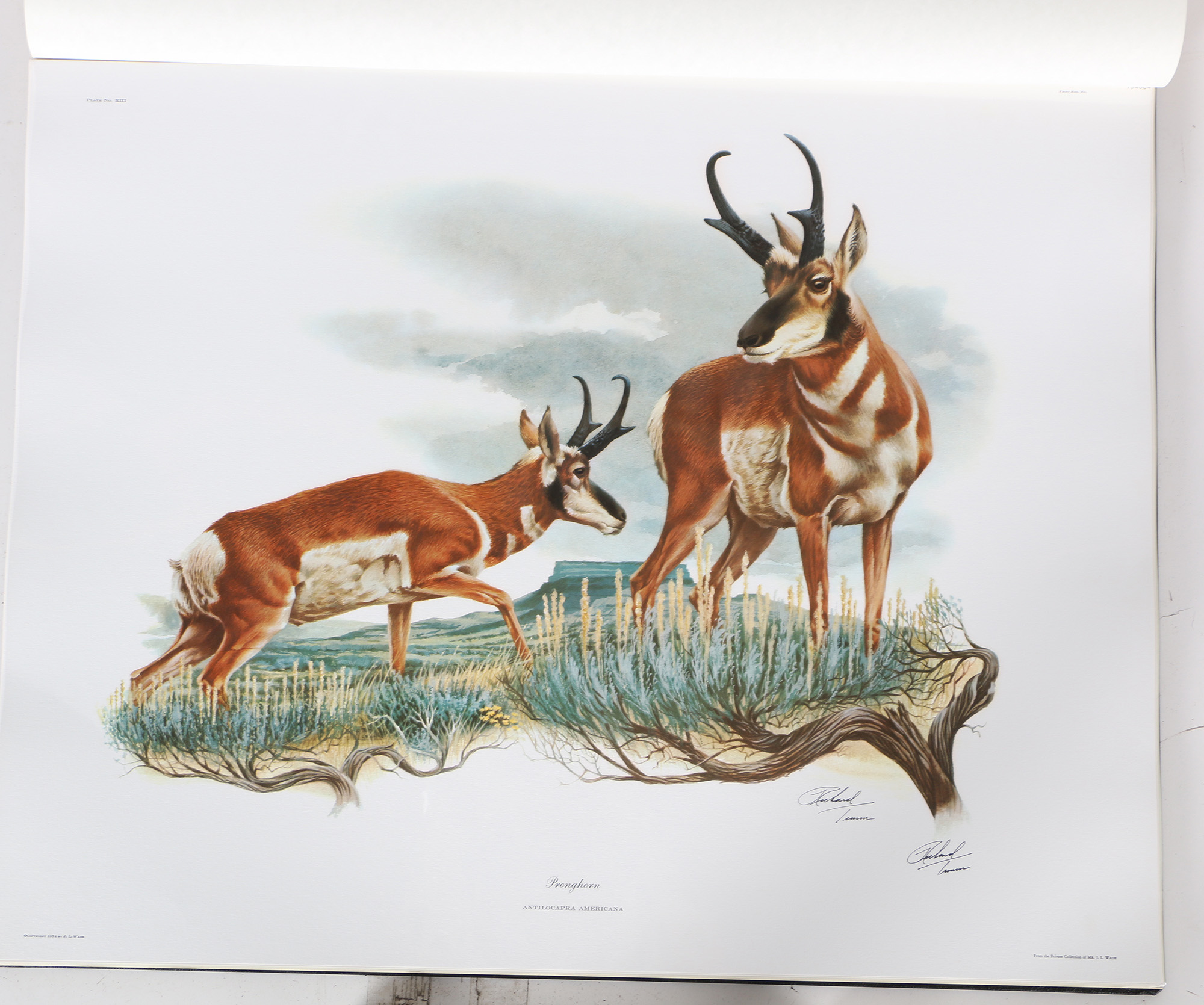 Richard Timm Offset Lithographs "Mammals of North America" Portfolio