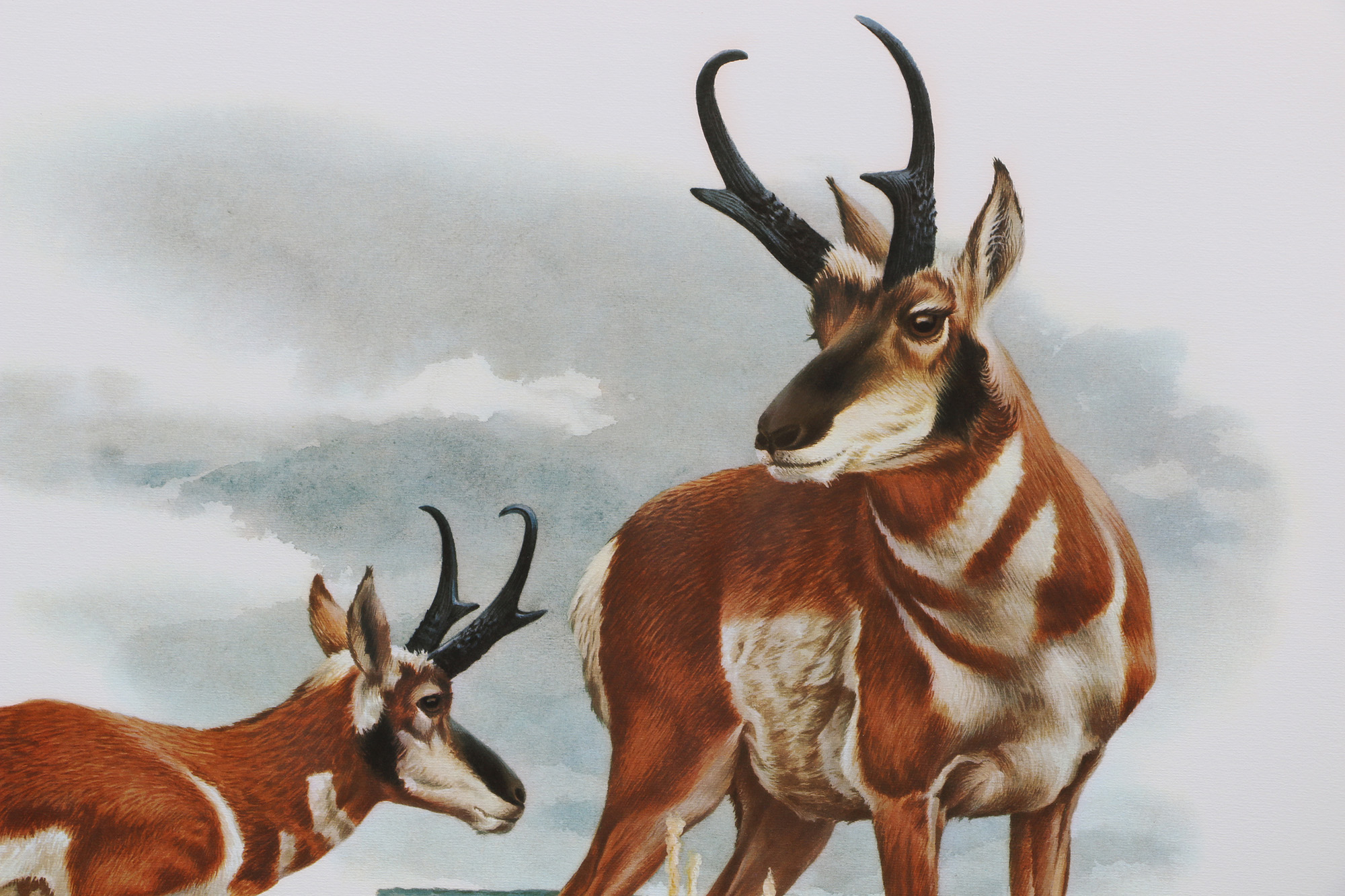 Richard Timm Offset Lithographs "Mammals of North America" Portfolio