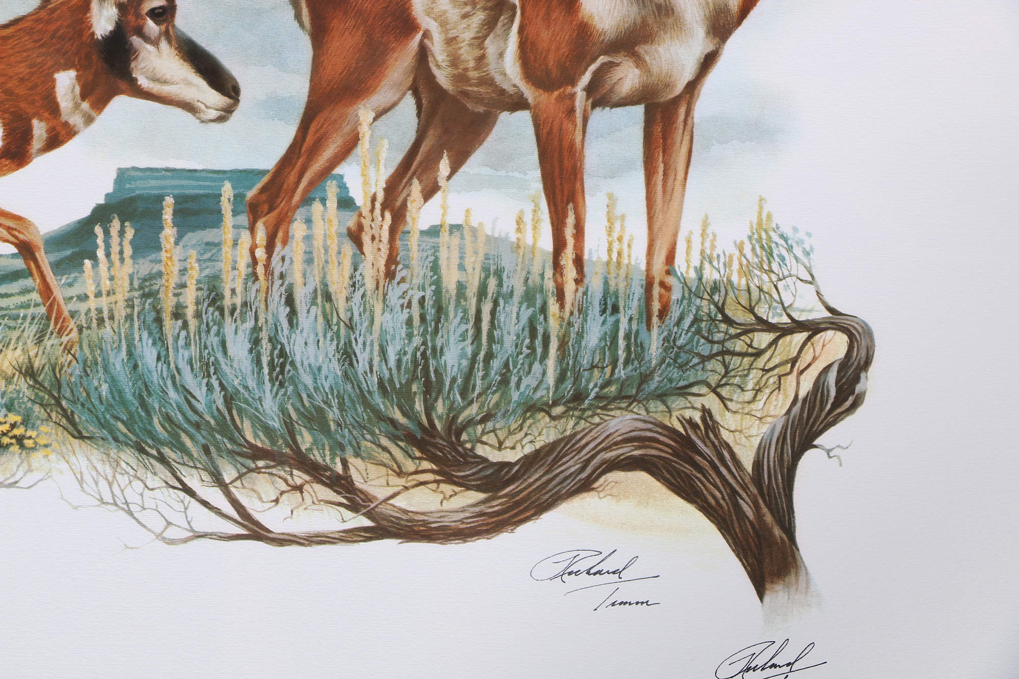 Richard Timm Offset Lithographs "Mammals of North America" Portfolio
