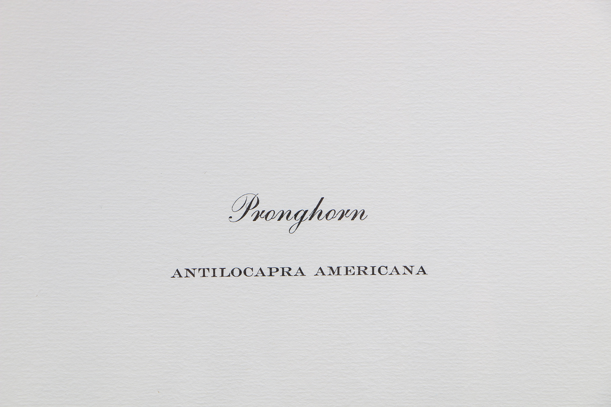 Richard Timm Offset Lithographs "Mammals of North America" Portfolio