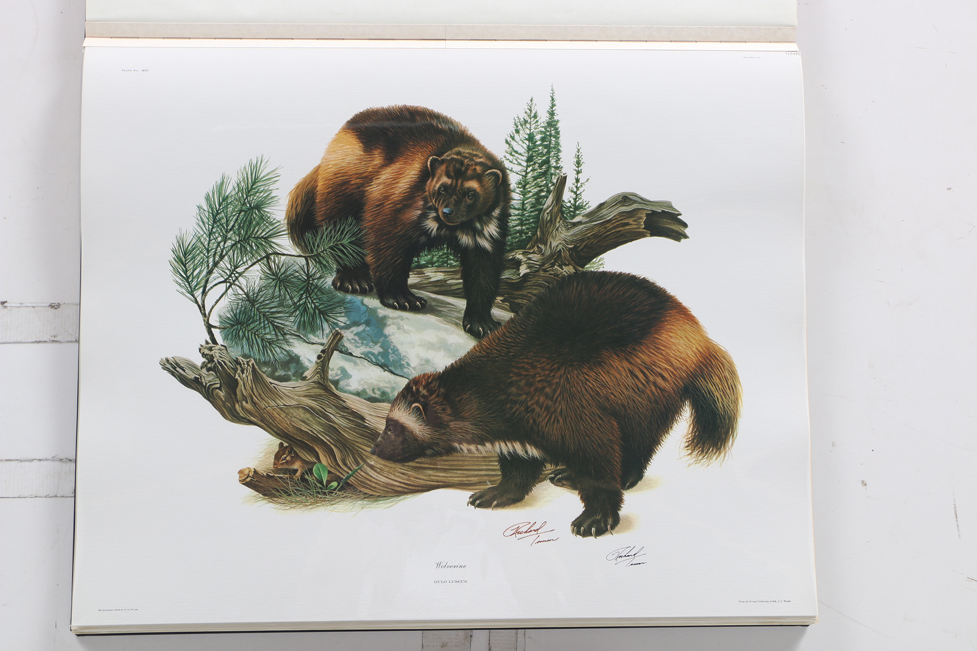 Richard Timm Offset Lithographs "Mammals of North America" Portfolio