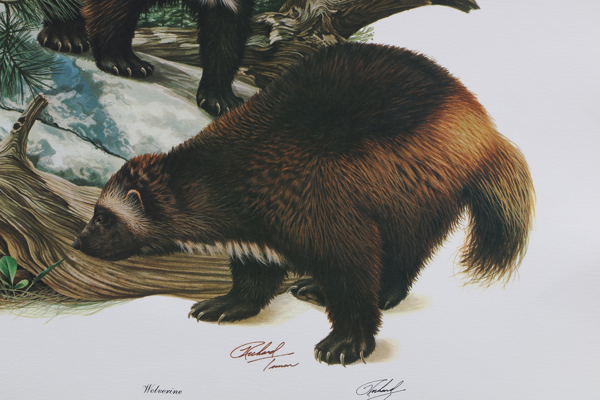 Richard Timm Offset Lithographs "Mammals of North America" Portfolio