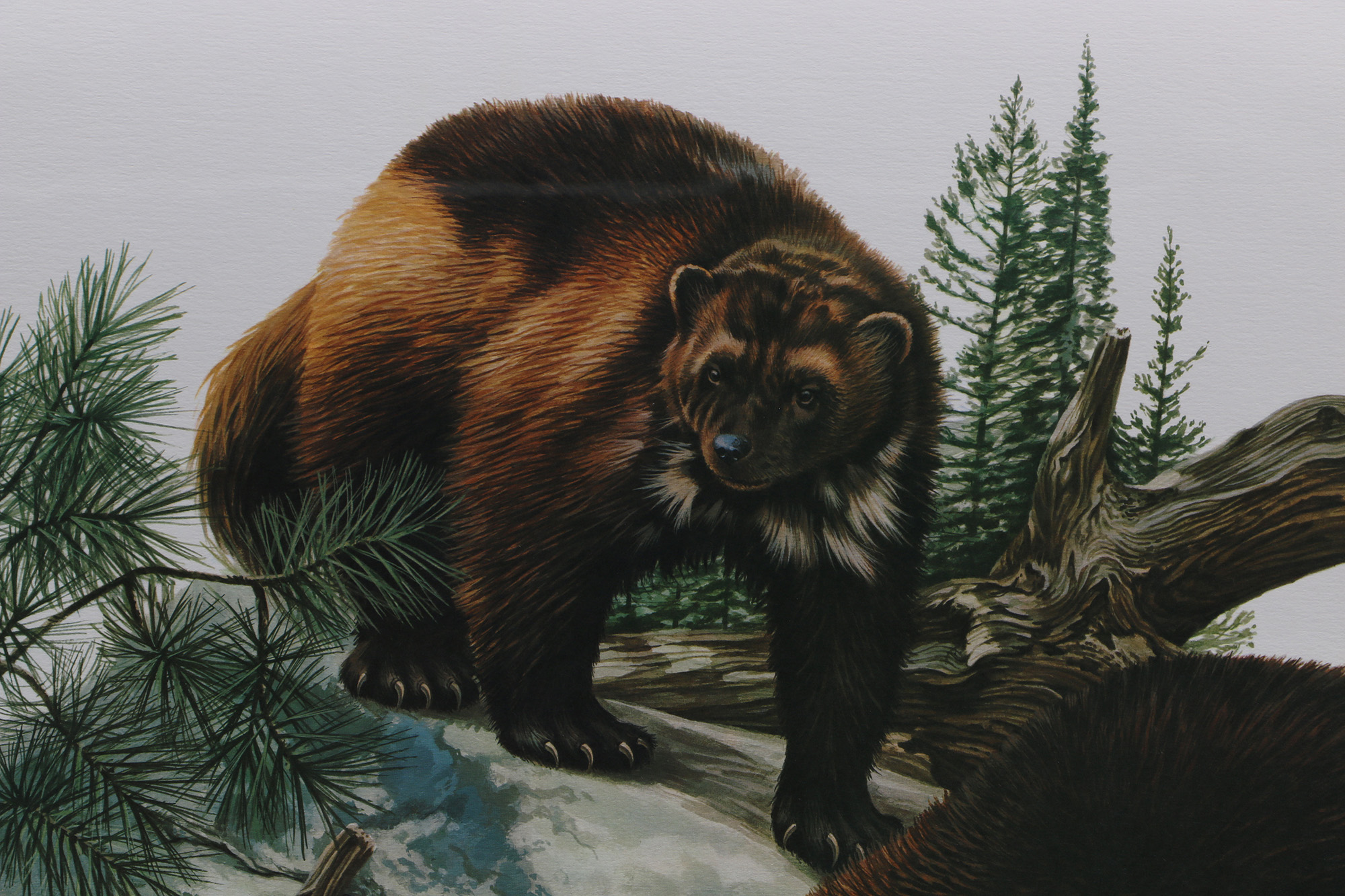 Richard Timm Offset Lithographs "Mammals of North America" Portfolio