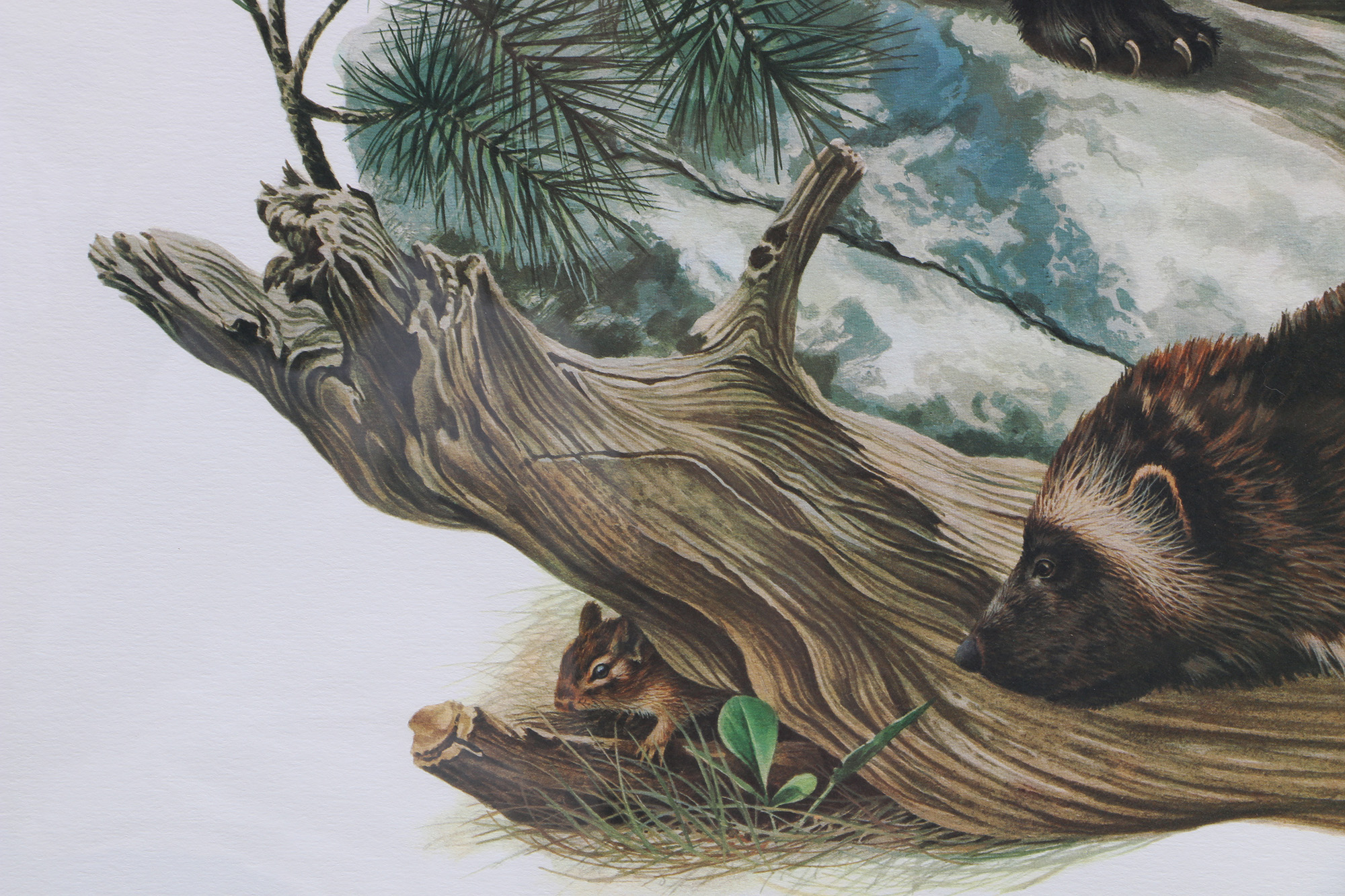 Richard Timm Offset Lithographs "Mammals of North America" Portfolio