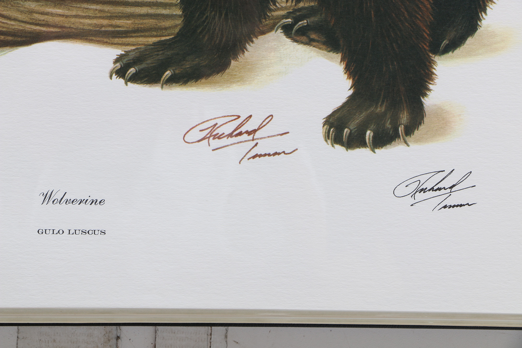 Richard Timm Offset Lithographs "Mammals of North America" Portfolio