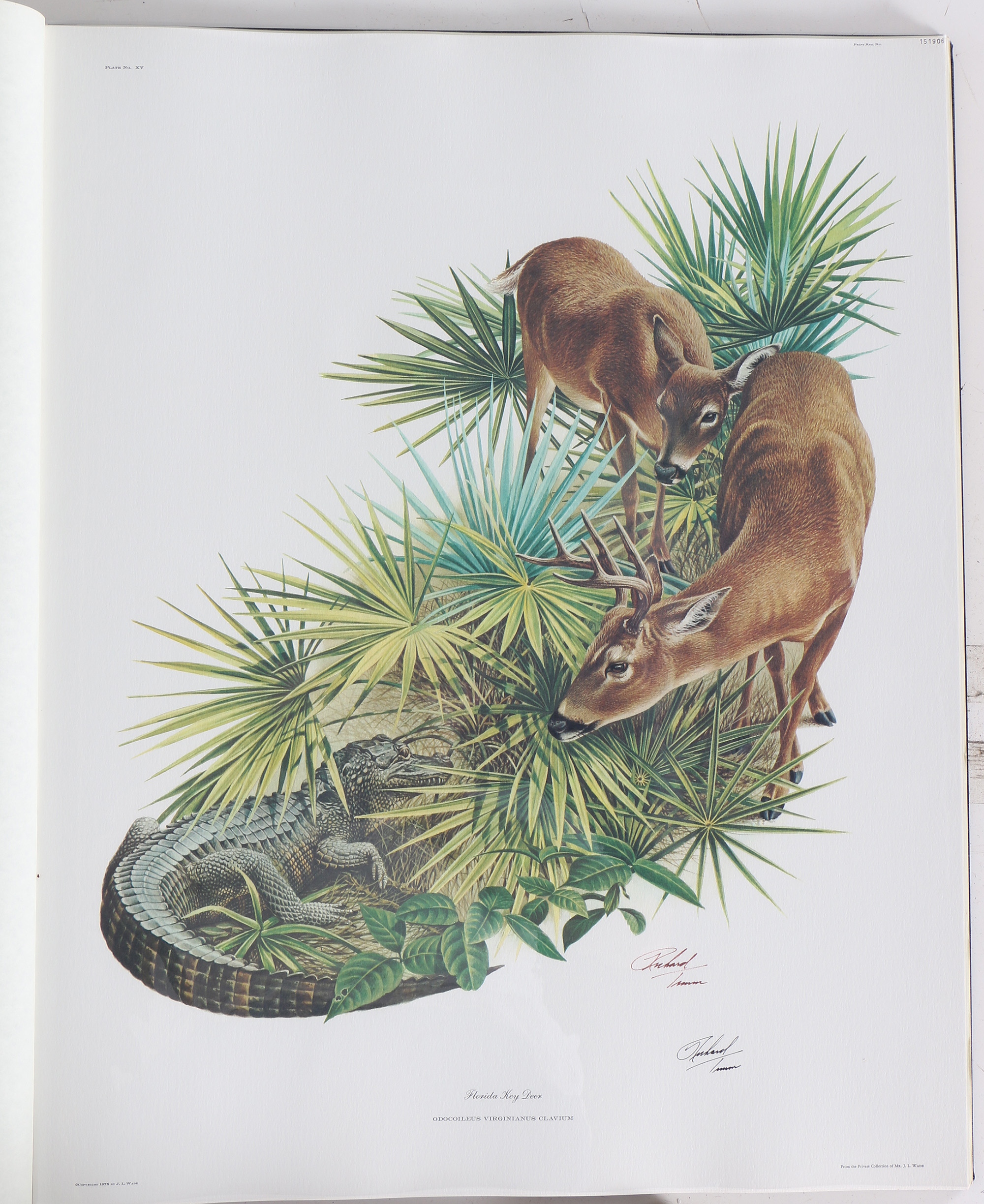 Richard Timm Offset Lithographs "Mammals of North America" Portfolio