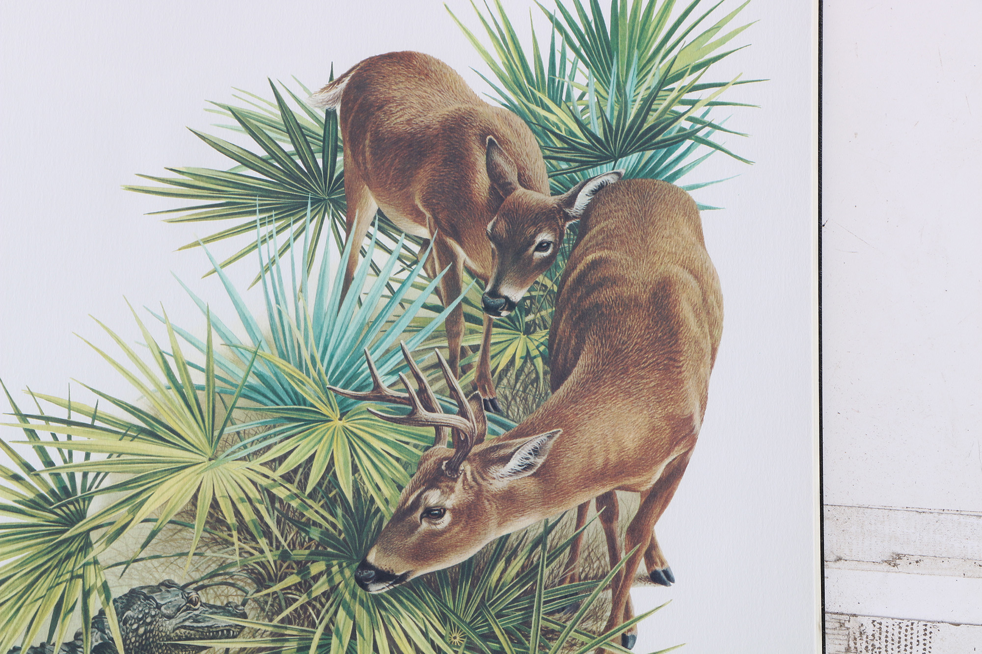 Richard Timm Offset Lithographs "Mammals of North America" Portfolio