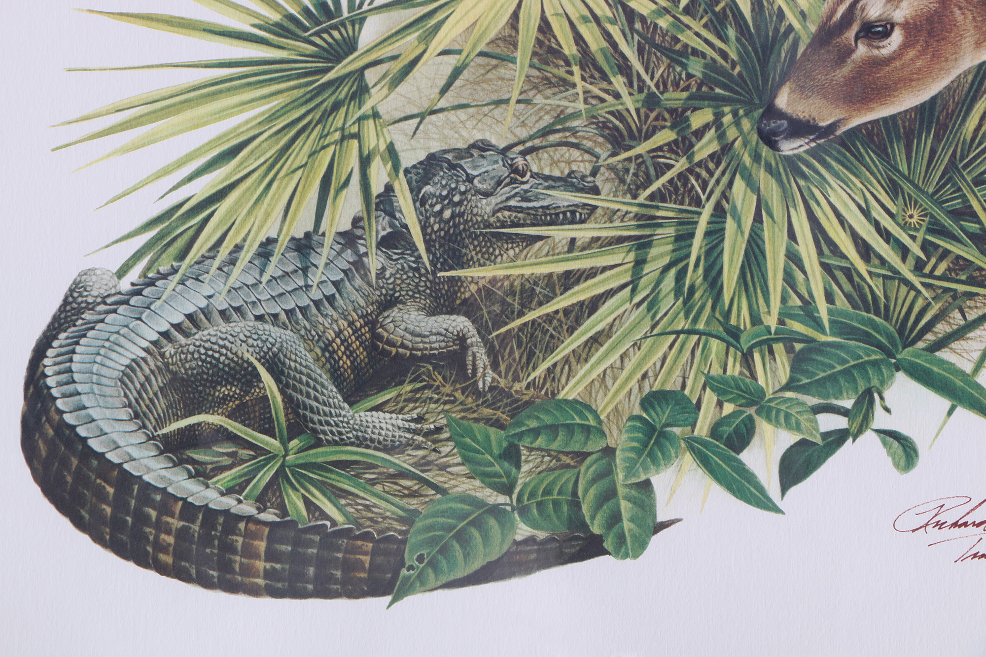 Richard Timm Offset Lithographs "Mammals of North America" Portfolio