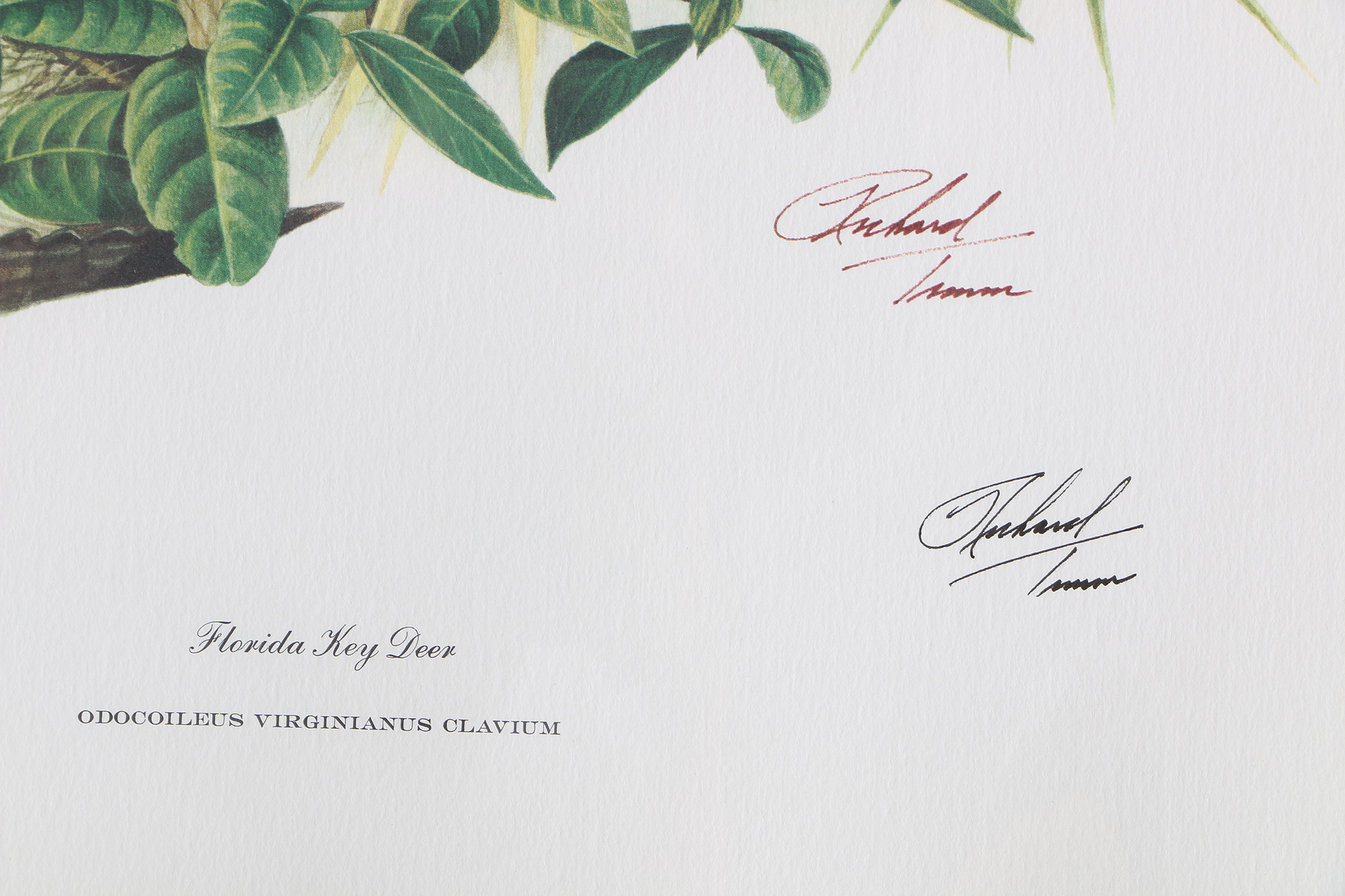 Richard Timm Offset Lithographs "Mammals of North America" Portfolio