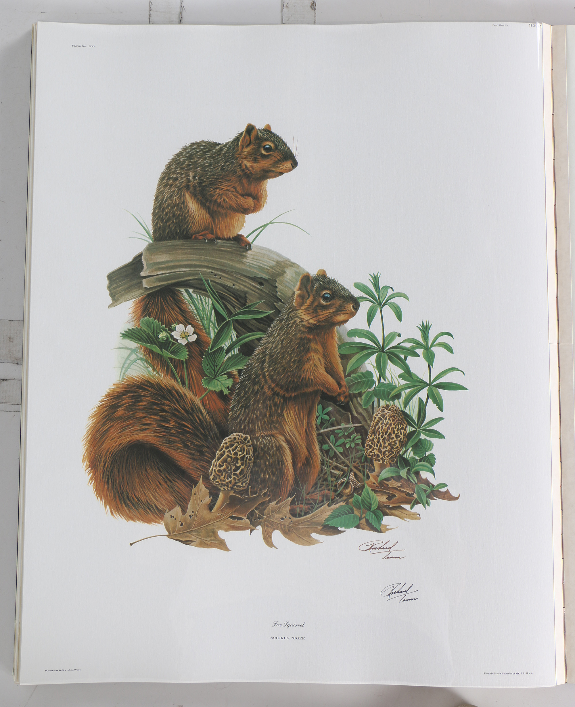 Richard Timm Offset Lithographs "Mammals of North America" Portfolio
