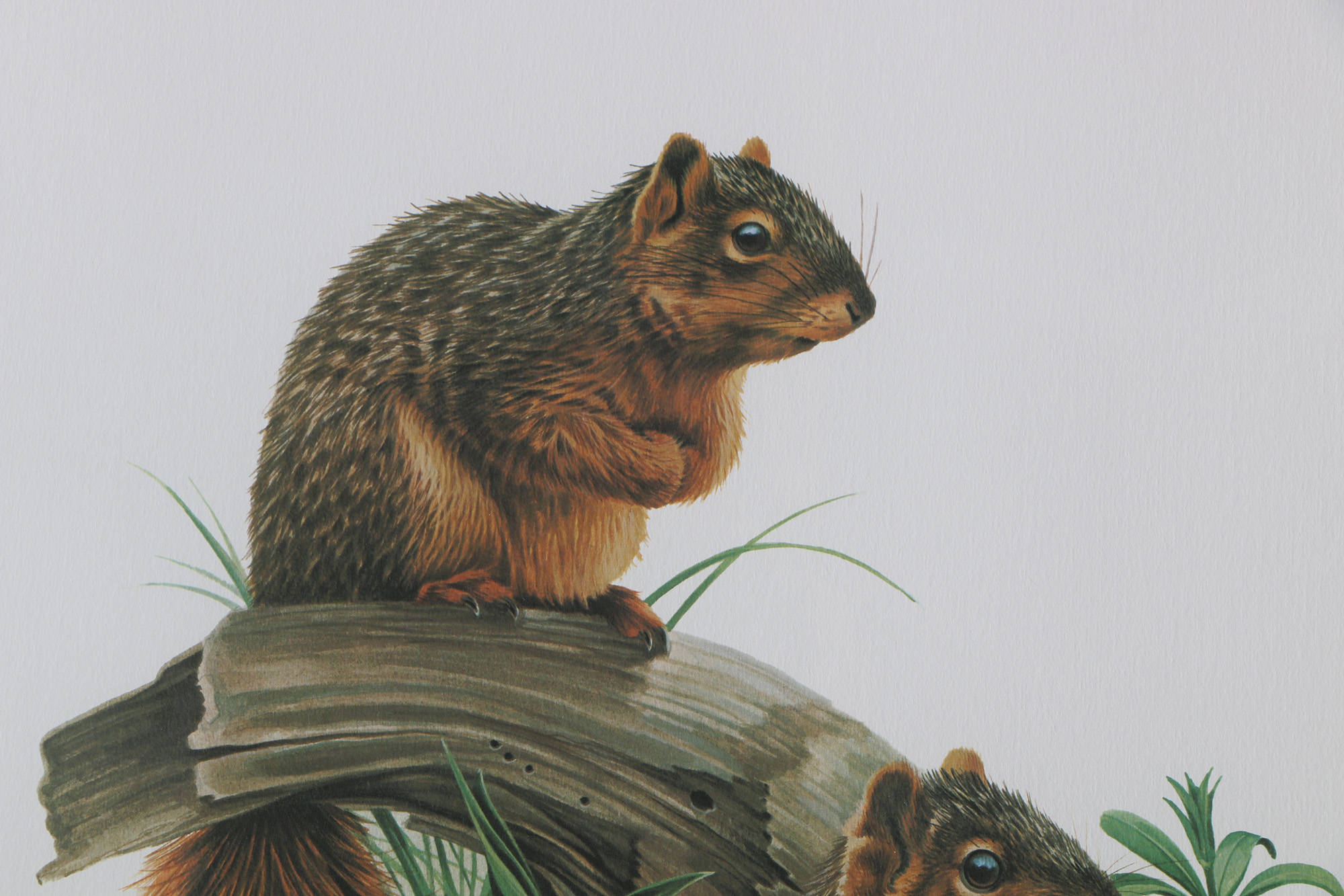 Richard Timm Offset Lithographs "Mammals of North America" Portfolio