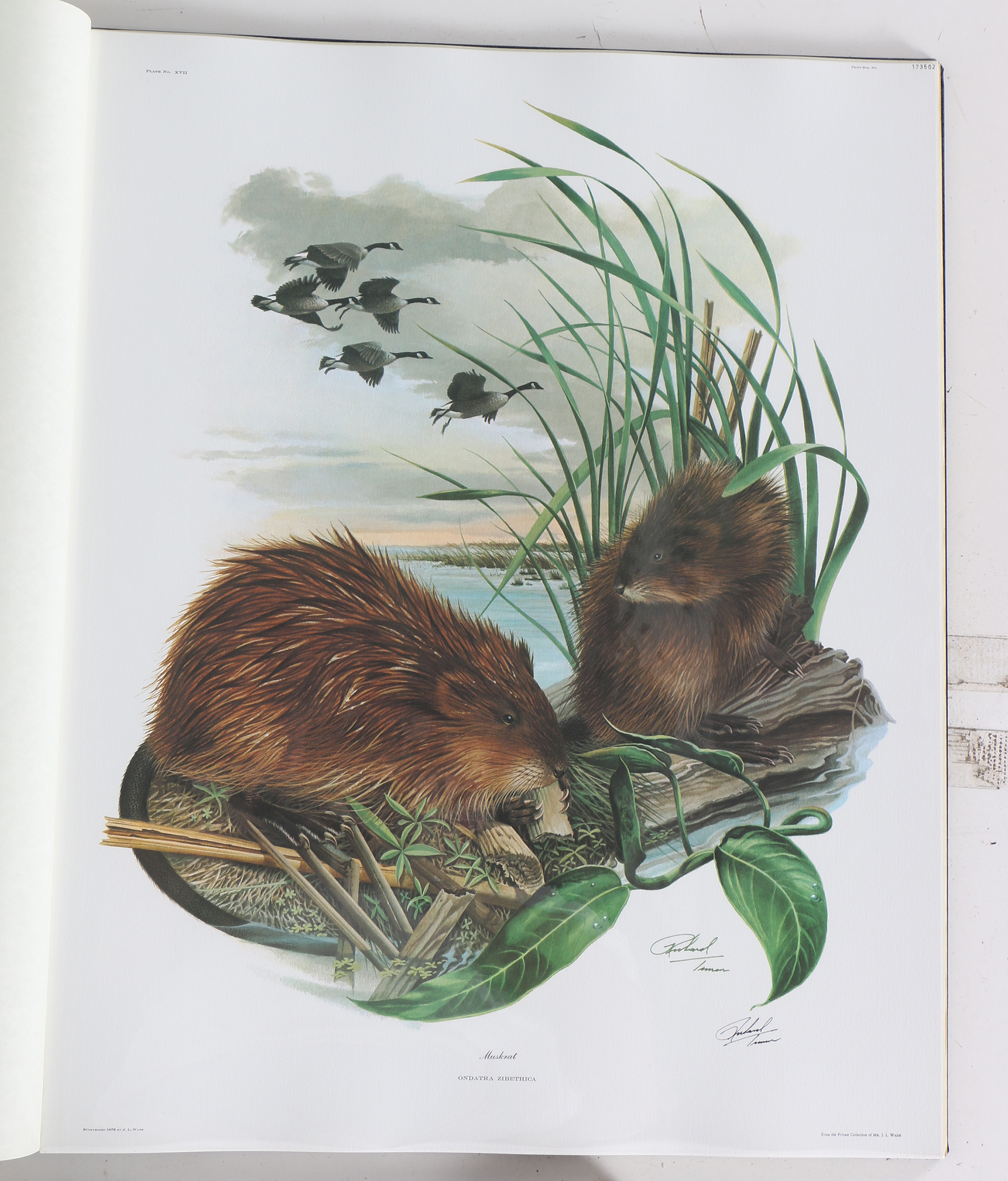 Richard Timm Offset Lithographs "Mammals of North America" Portfolio