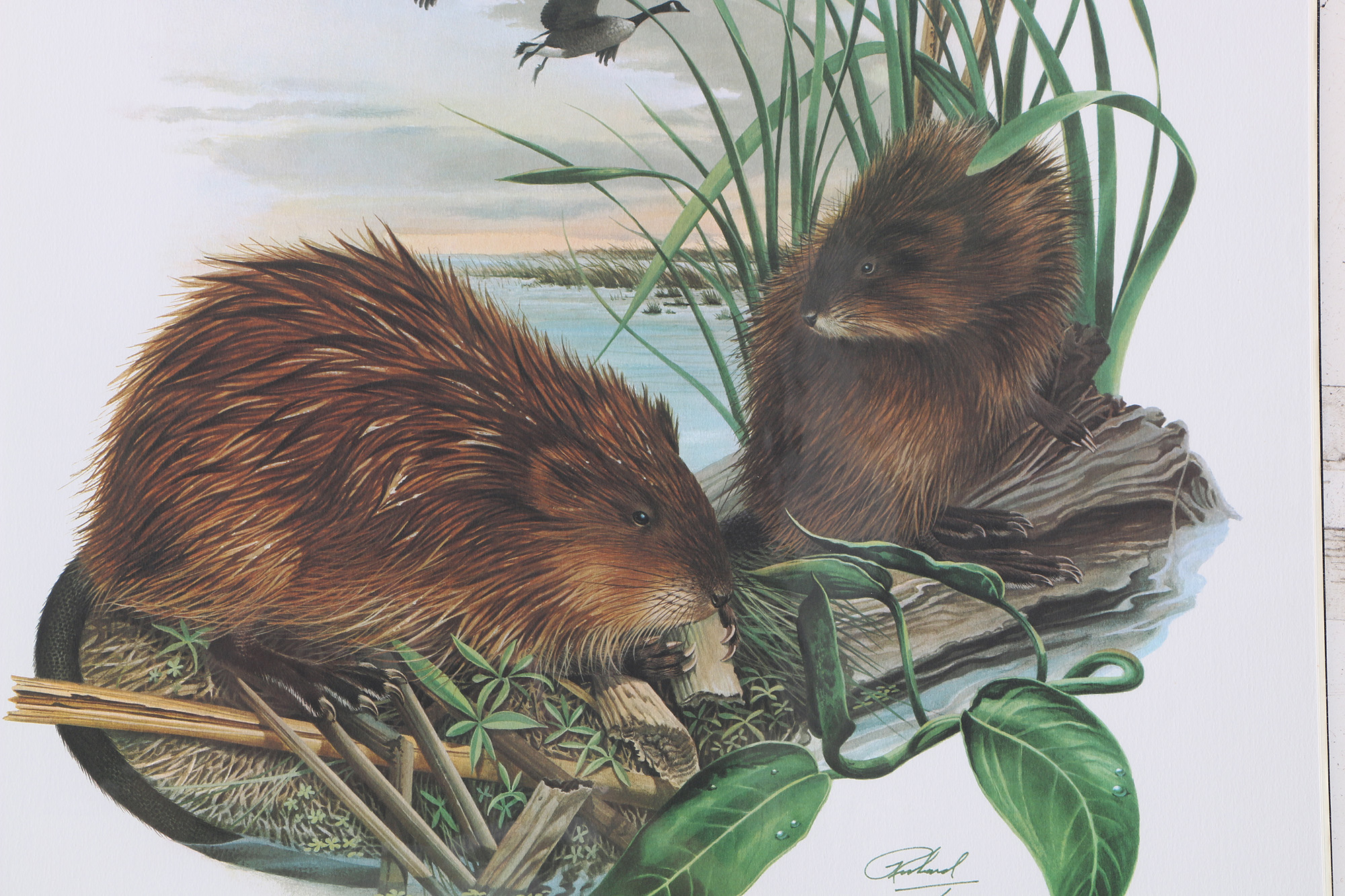 Richard Timm Offset Lithographs "Mammals of North America" Portfolio