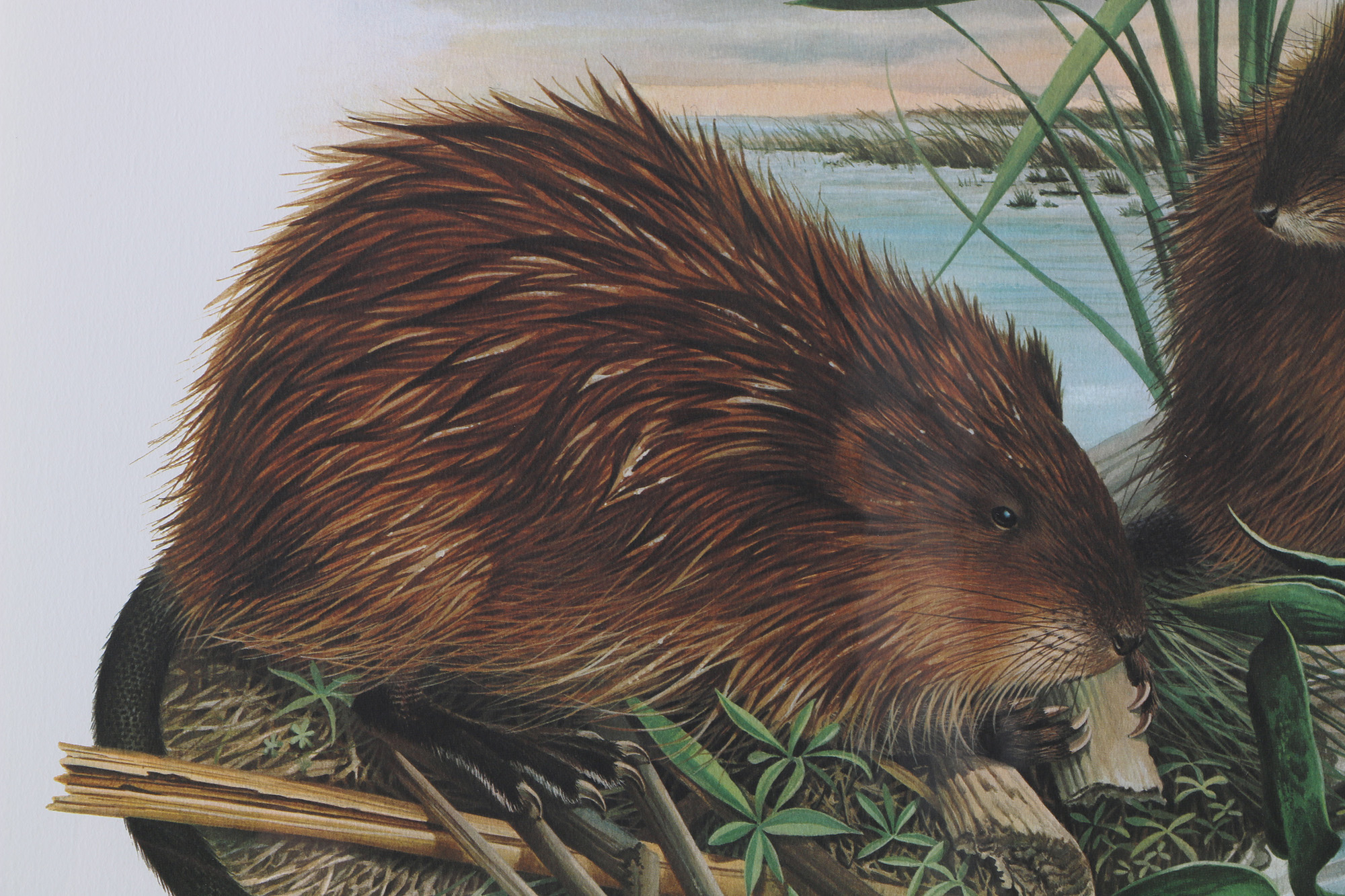 Richard Timm Offset Lithographs "Mammals of North America" Portfolio