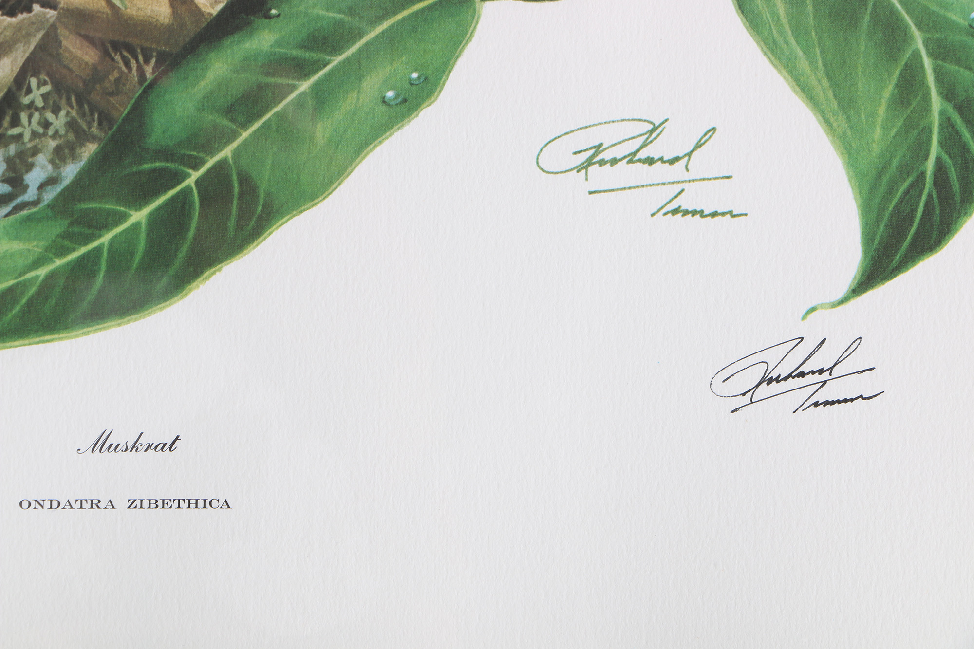 Richard Timm Offset Lithographs "Mammals of North America" Portfolio