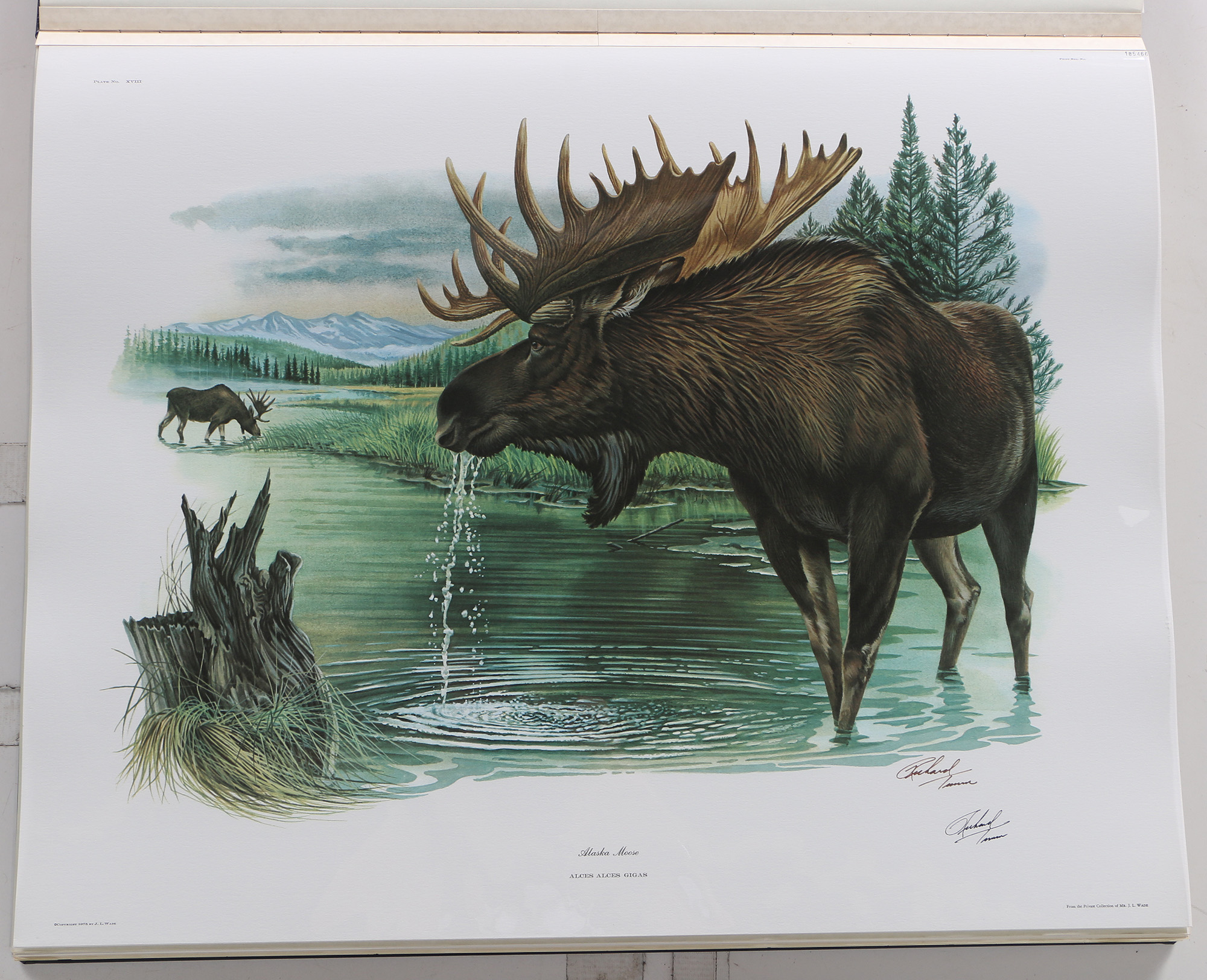 Richard Timm Offset Lithographs "Mammals of North America" Portfolio