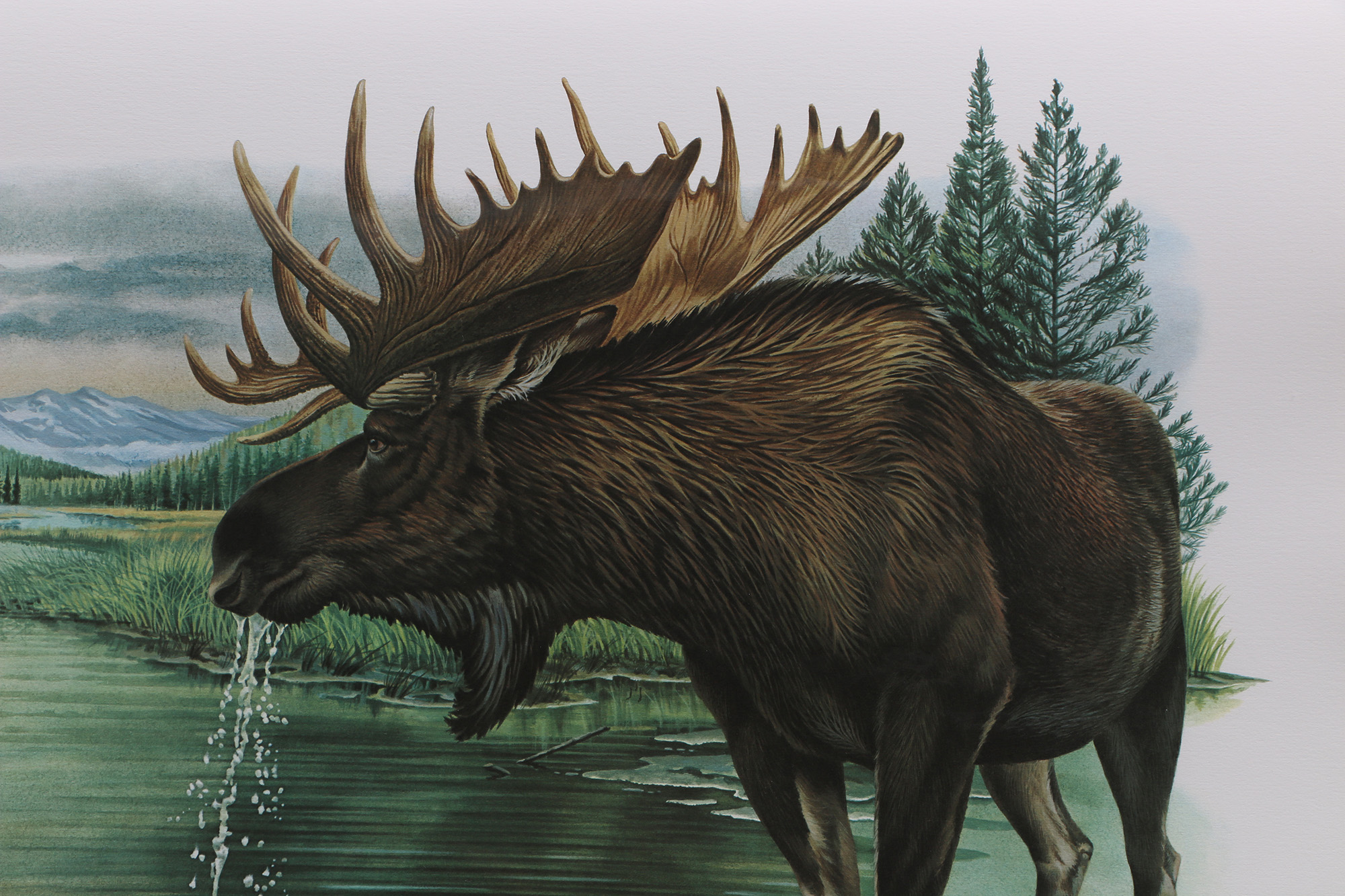 Richard Timm Offset Lithographs "Mammals of North America" Portfolio