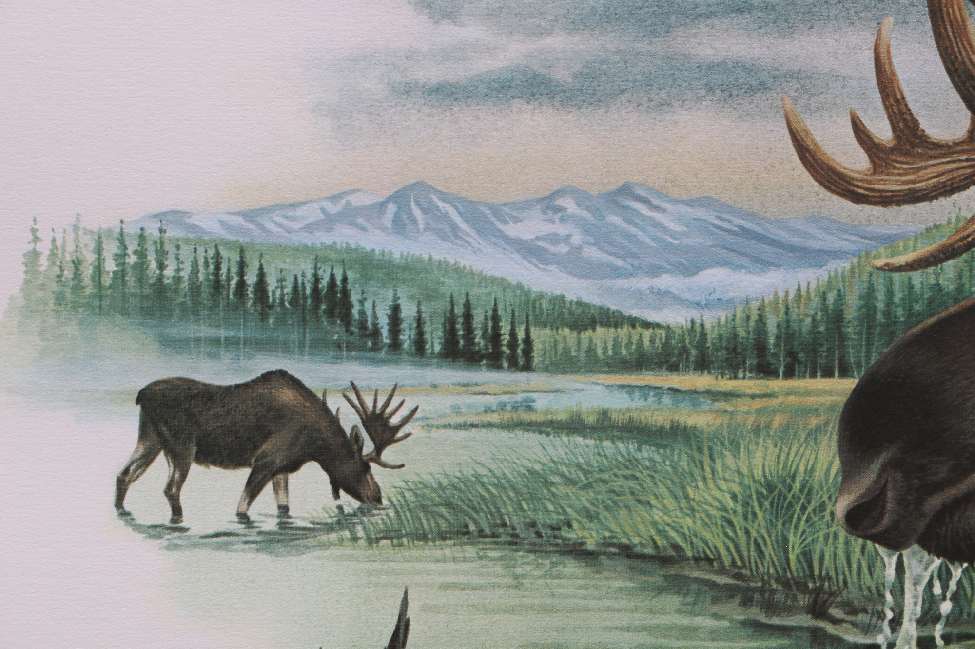 Richard Timm Offset Lithographs "Mammals of North America" Portfolio