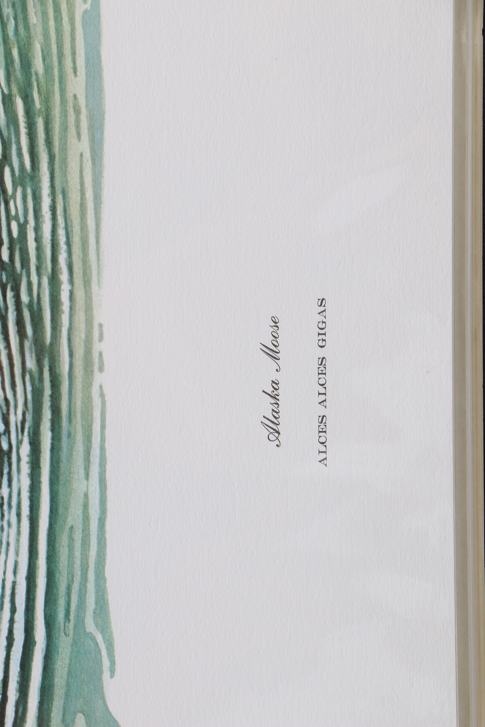 Richard Timm Offset Lithographs "Mammals of North America" Portfolio