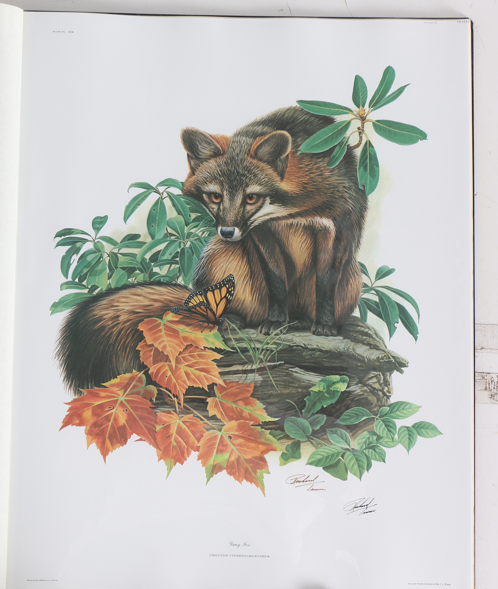 Richard Timm Offset Lithographs "Mammals of North America" Portfolio