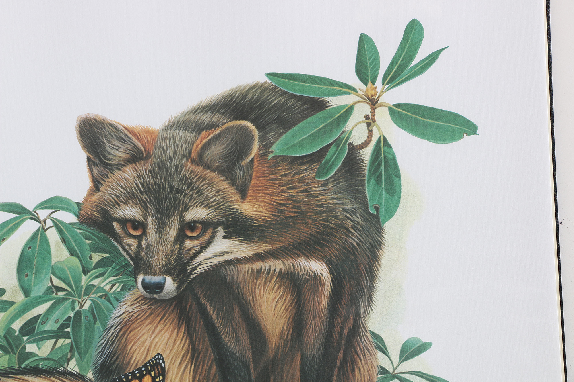 Richard Timm Offset Lithographs "Mammals of North America" Portfolio