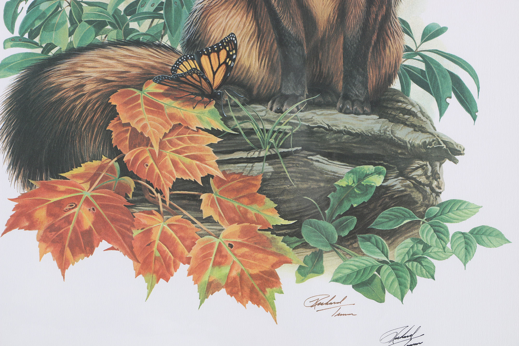 Richard Timm Offset Lithographs "Mammals of North America" Portfolio