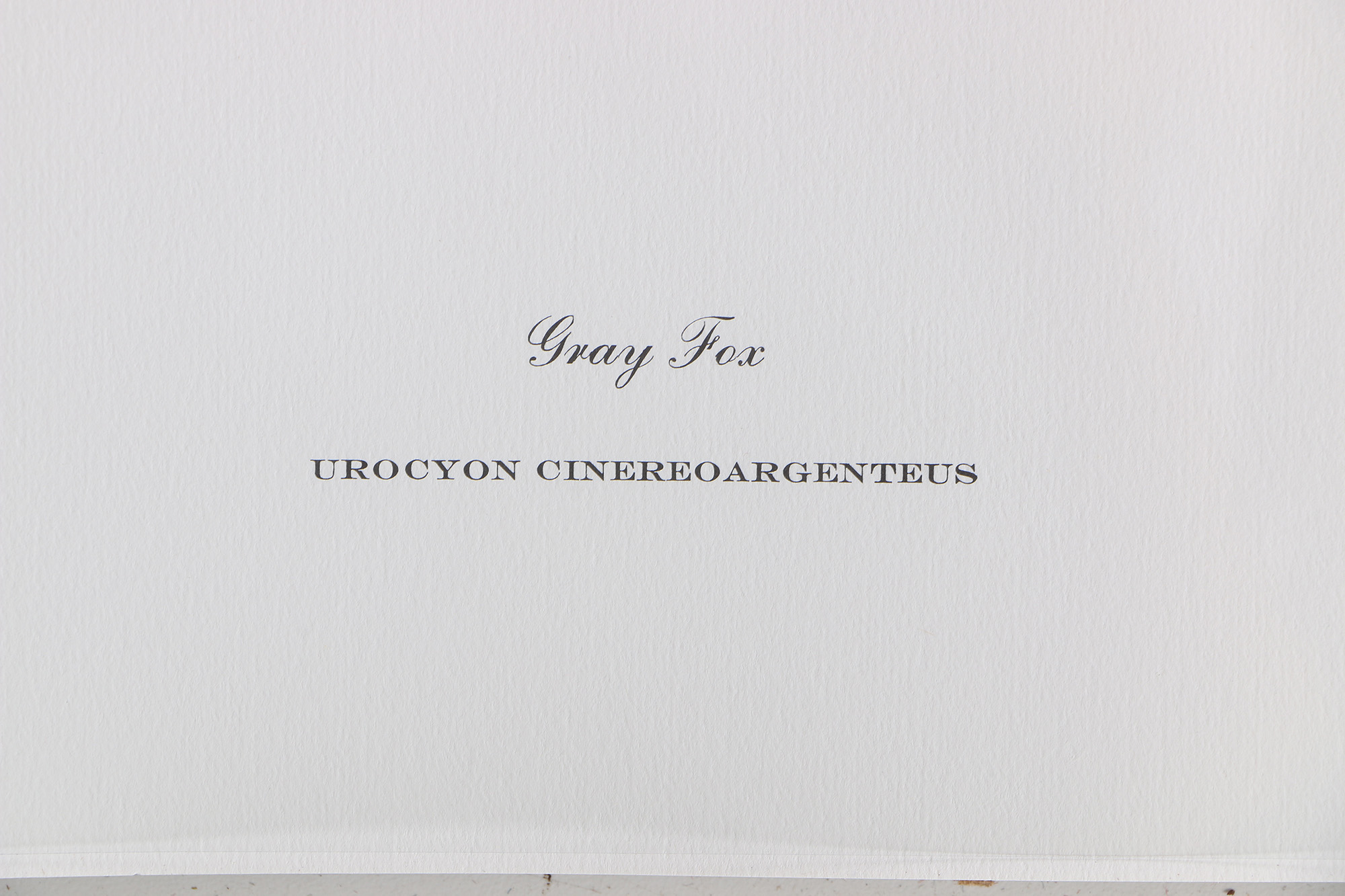 Richard Timm Offset Lithographs "Mammals of North America" Portfolio