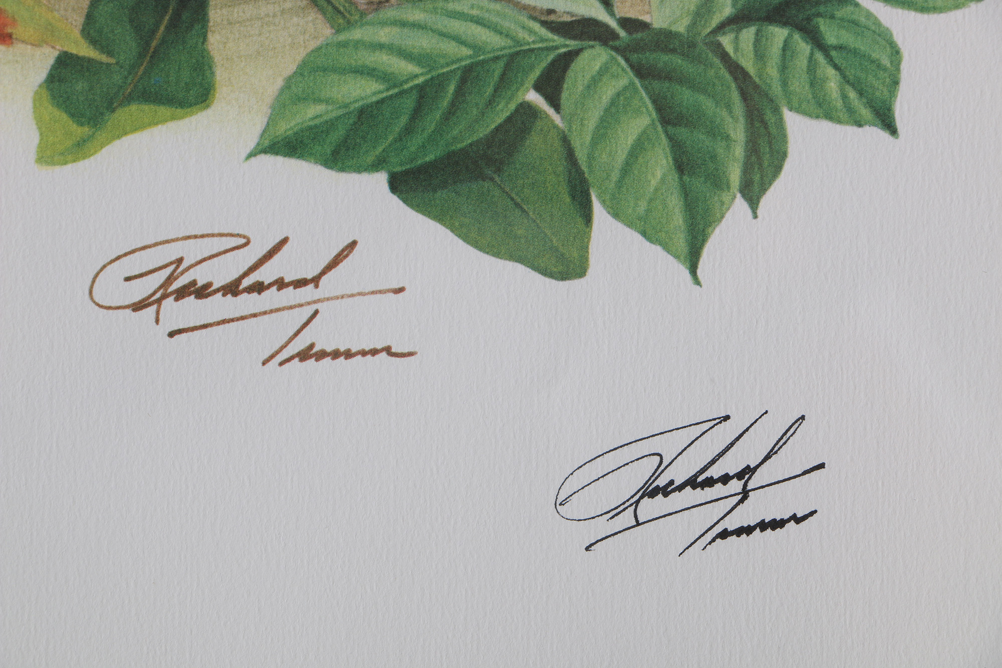 Richard Timm Offset Lithographs "Mammals of North America" Portfolio