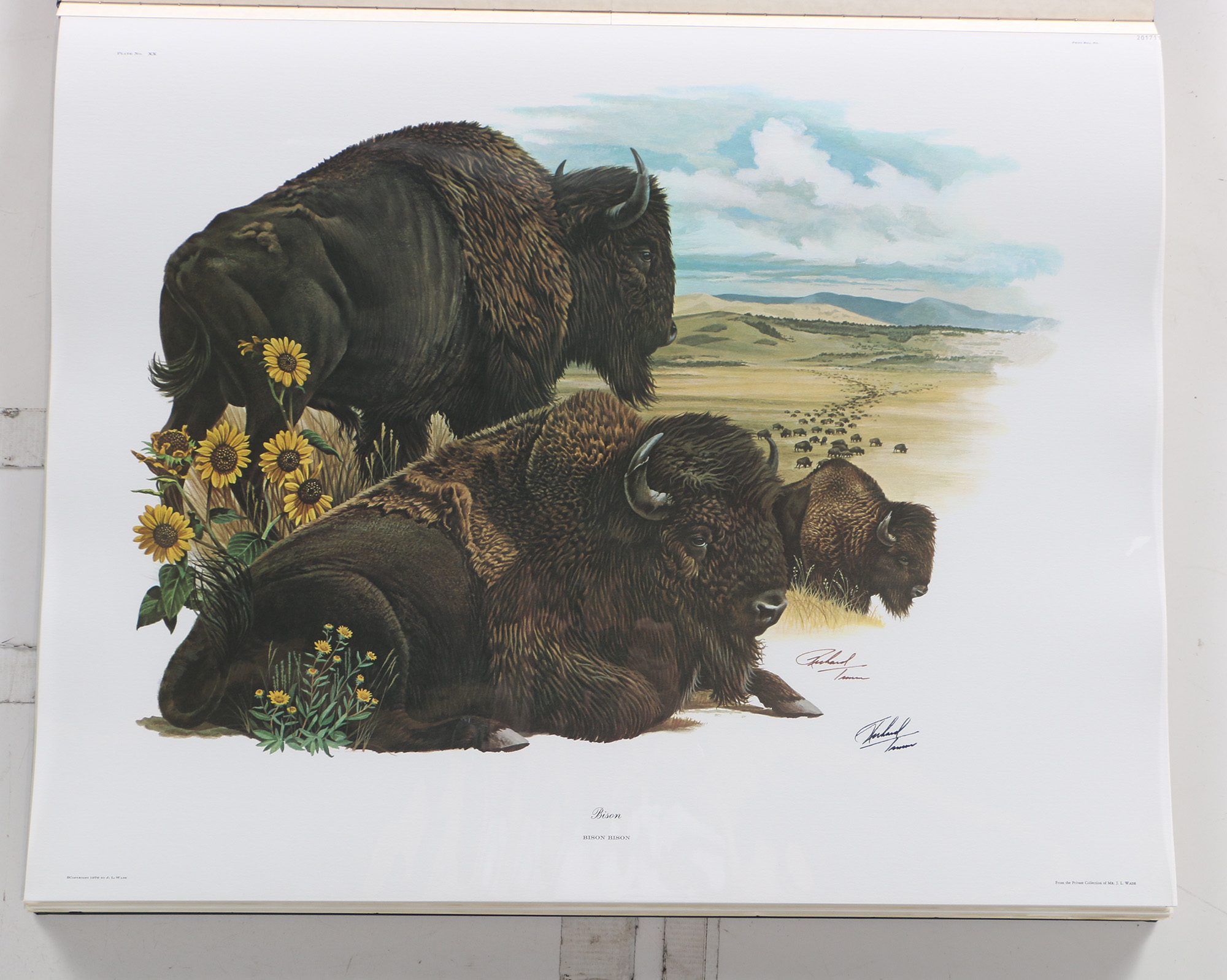 Richard Timm Offset Lithographs "Mammals of North America" Portfolio
