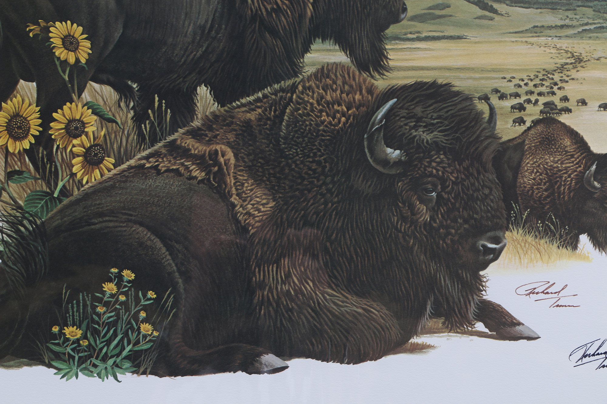Richard Timm Offset Lithographs "Mammals of North America" Portfolio