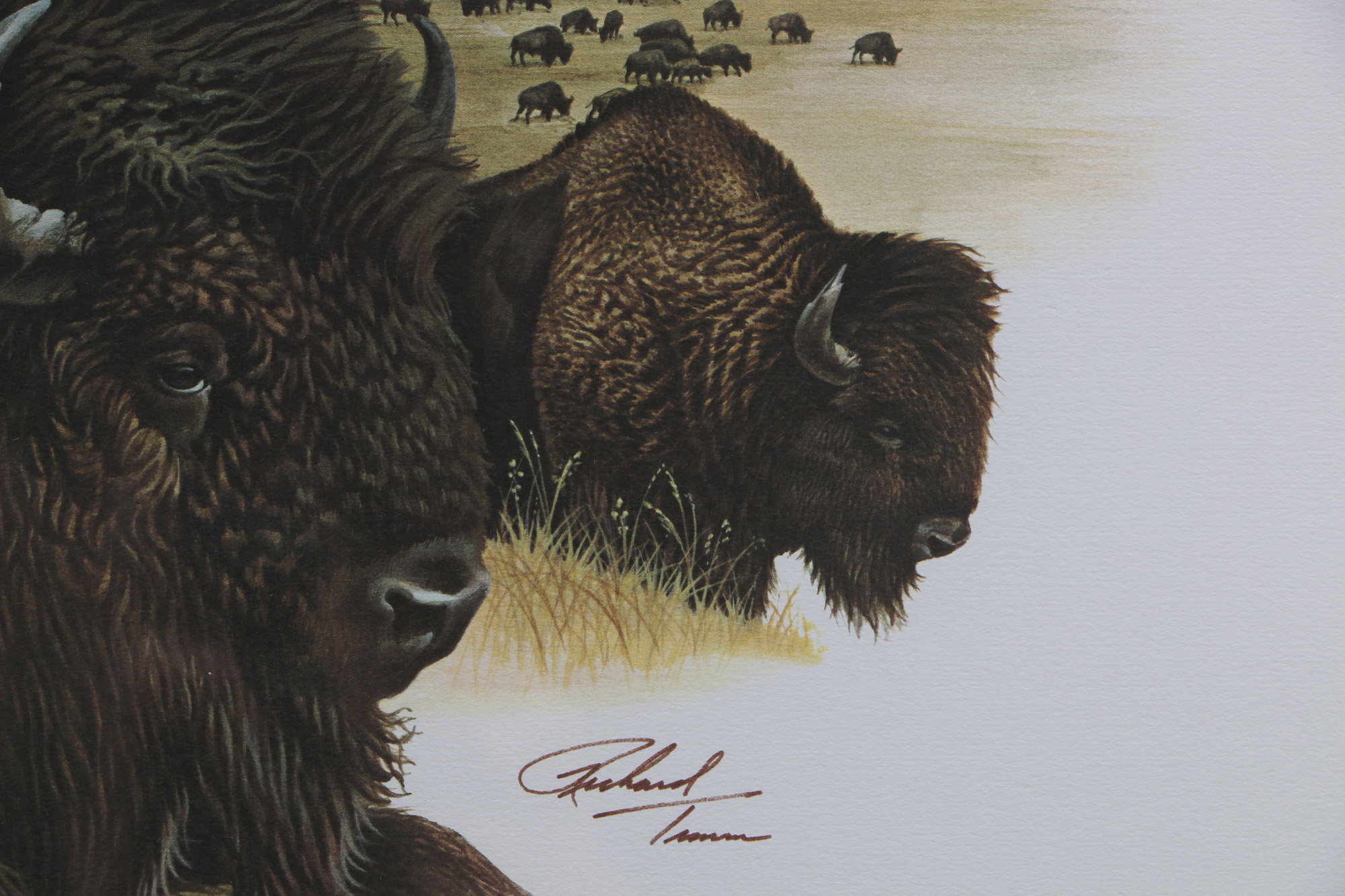 Richard Timm Offset Lithographs "Mammals of North America" Portfolio