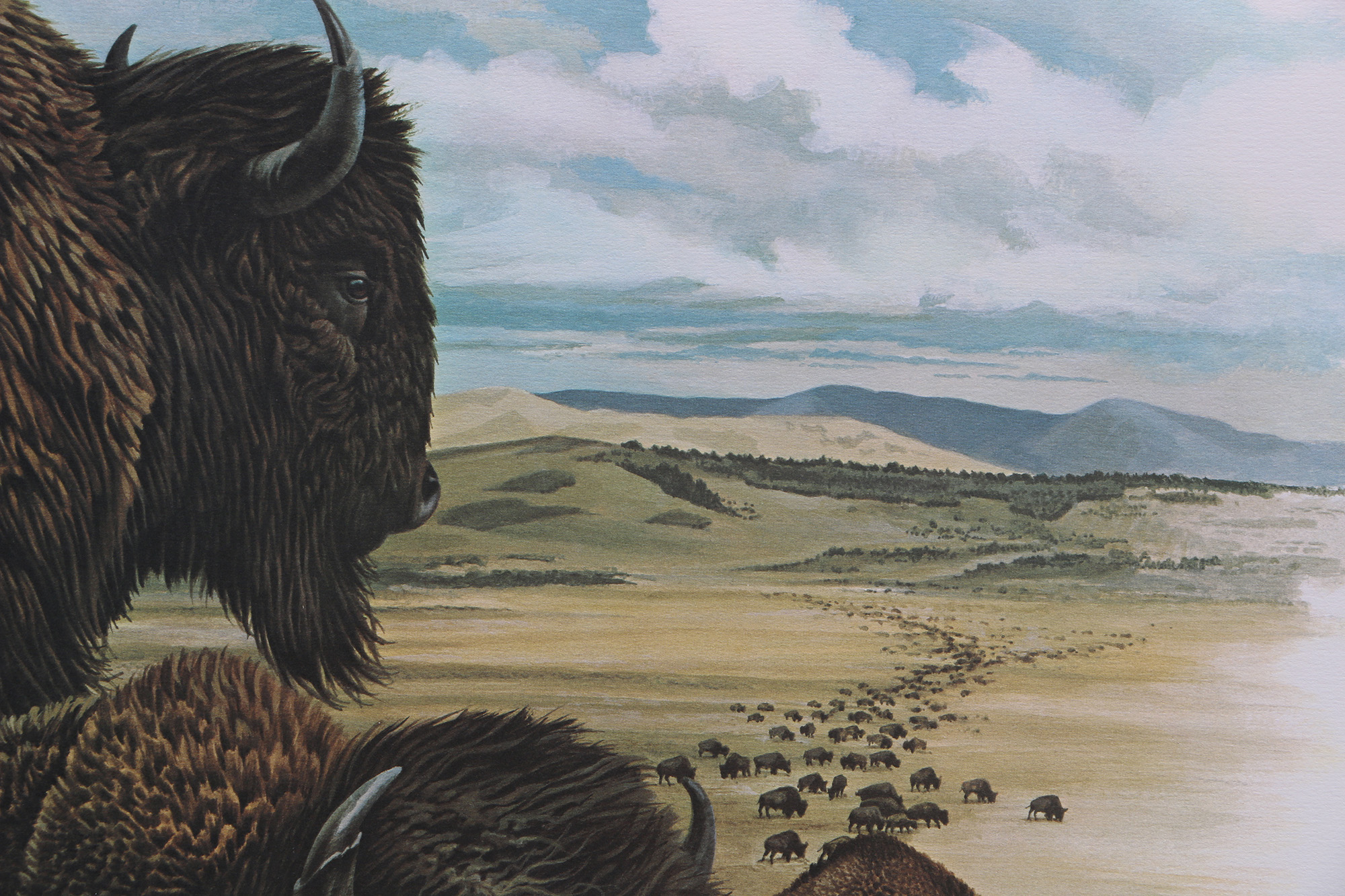 Richard Timm Offset Lithographs "Mammals of North America" Portfolio