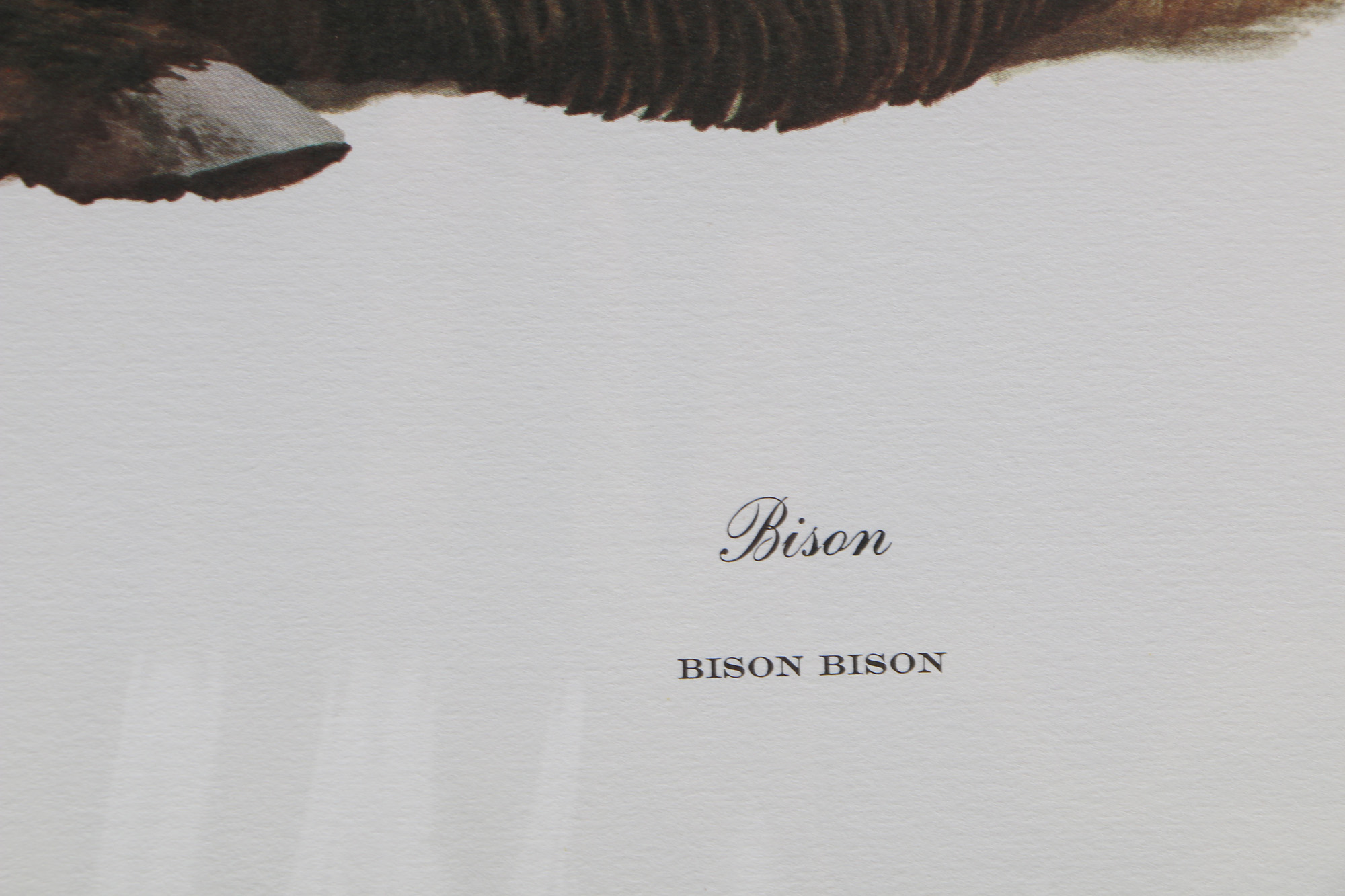 Richard Timm Offset Lithographs "Mammals of North America" Portfolio