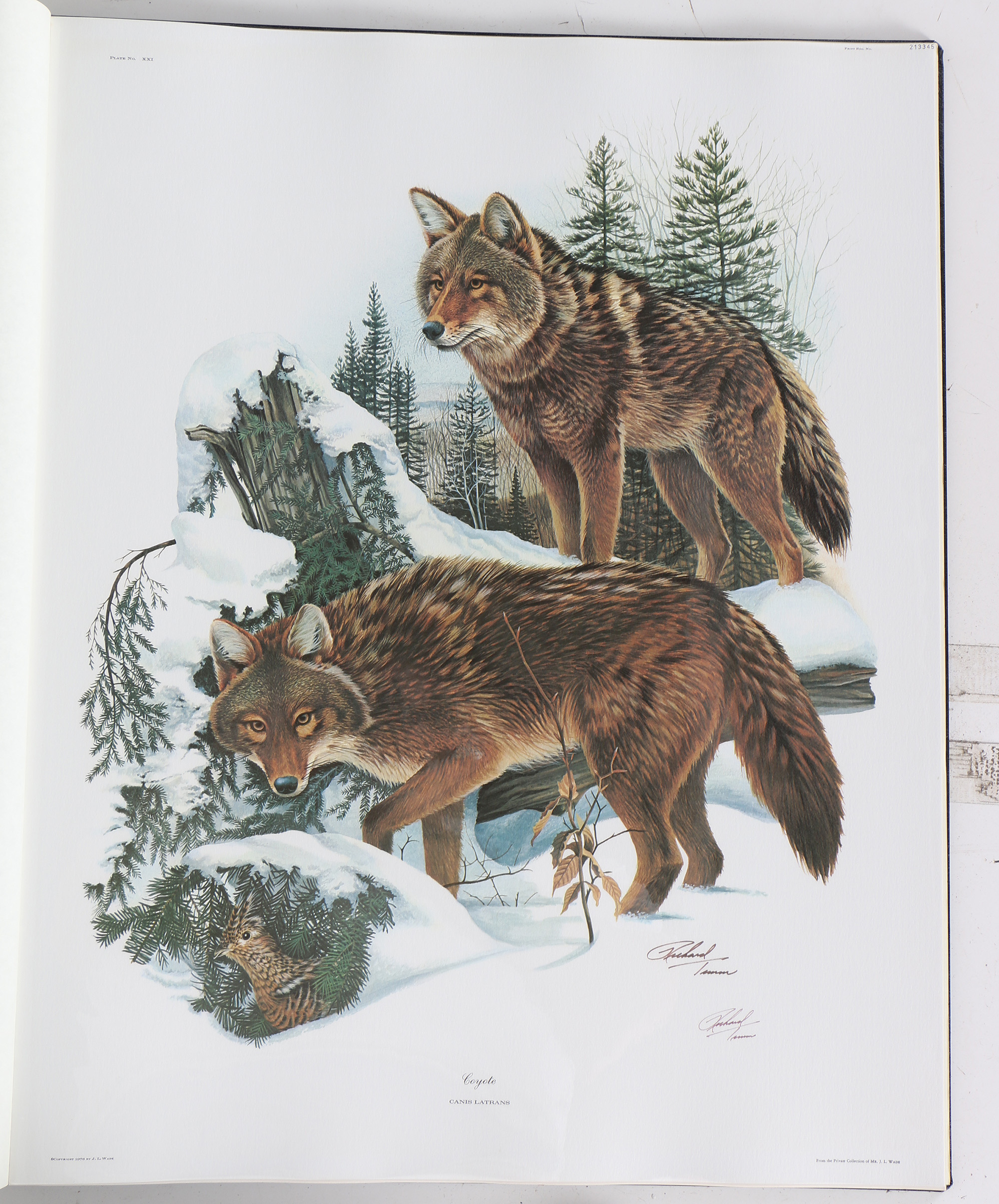 Richard Timm Offset Lithographs "Mammals of North America" Portfolio