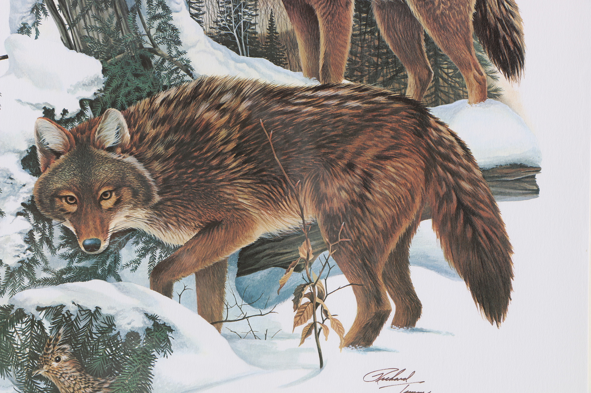 Richard Timm Offset Lithographs "Mammals of North America" Portfolio