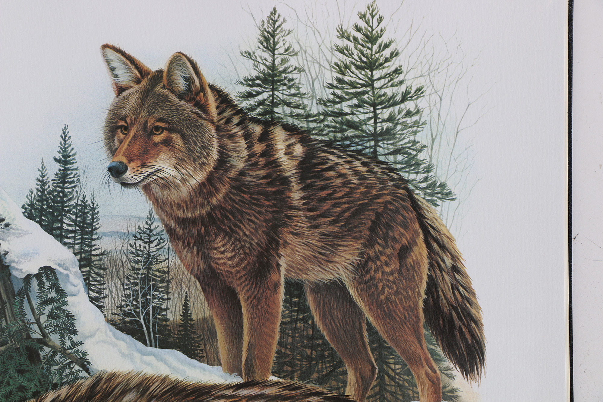 Richard Timm Offset Lithographs "Mammals of North America" Portfolio