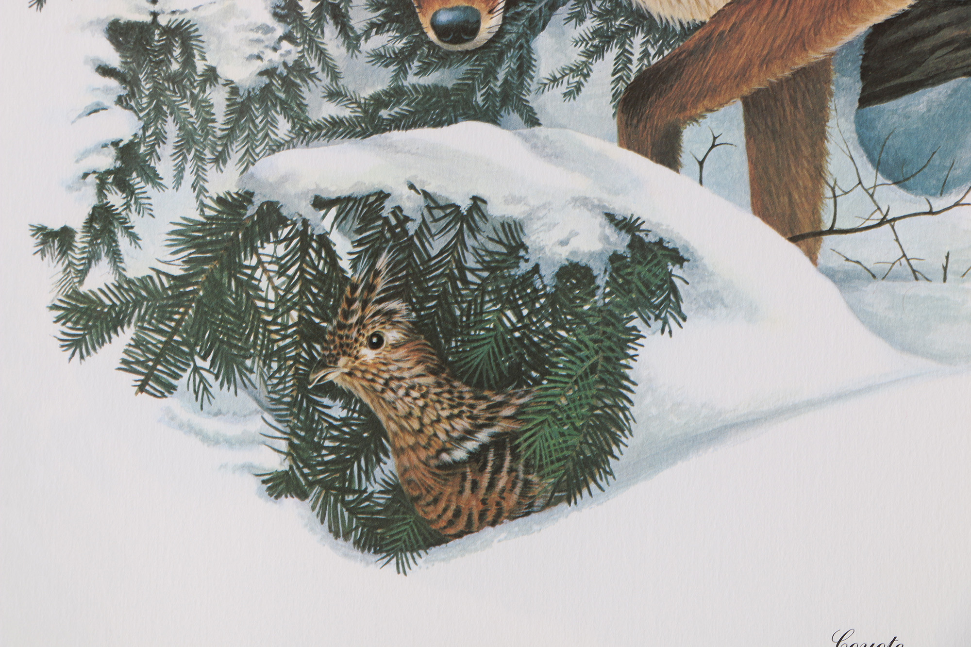 Richard Timm Offset Lithographs "Mammals of North America" Portfolio