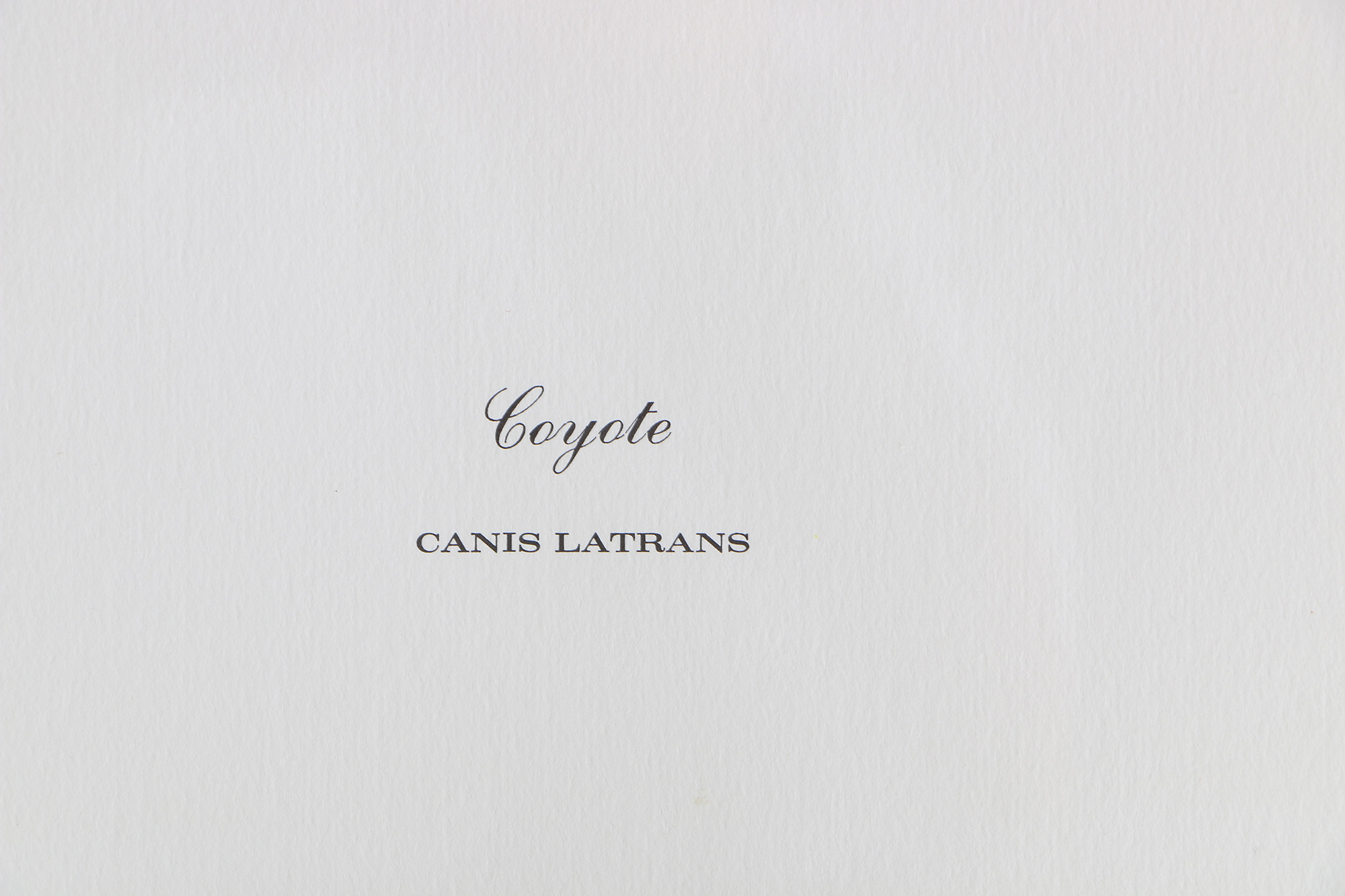 Richard Timm Offset Lithographs "Mammals of North America" Portfolio