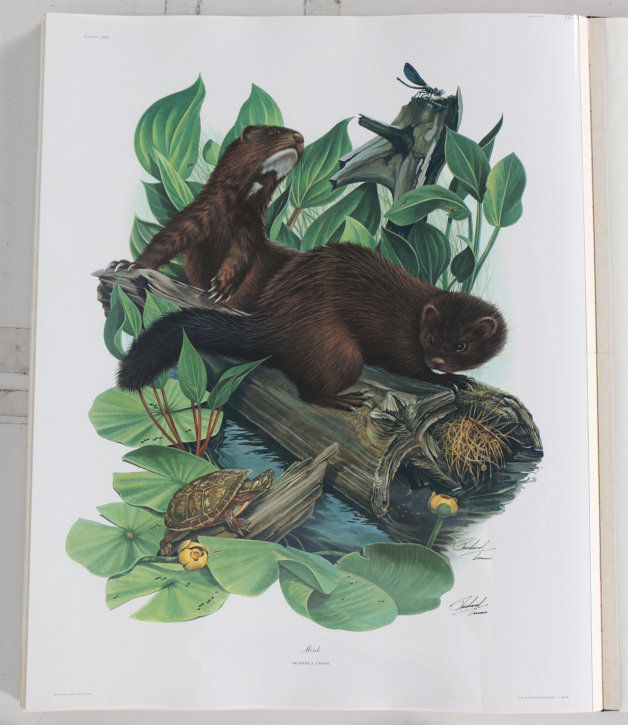 Richard Timm Offset Lithographs "Mammals of North America" Portfolio