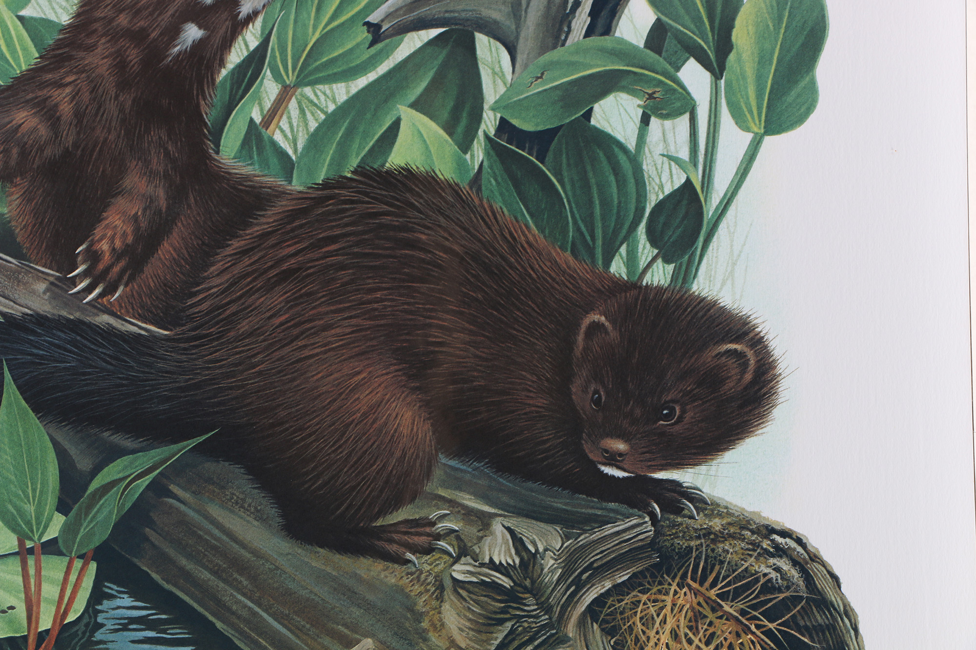 Richard Timm Offset Lithographs "Mammals of North America" Portfolio