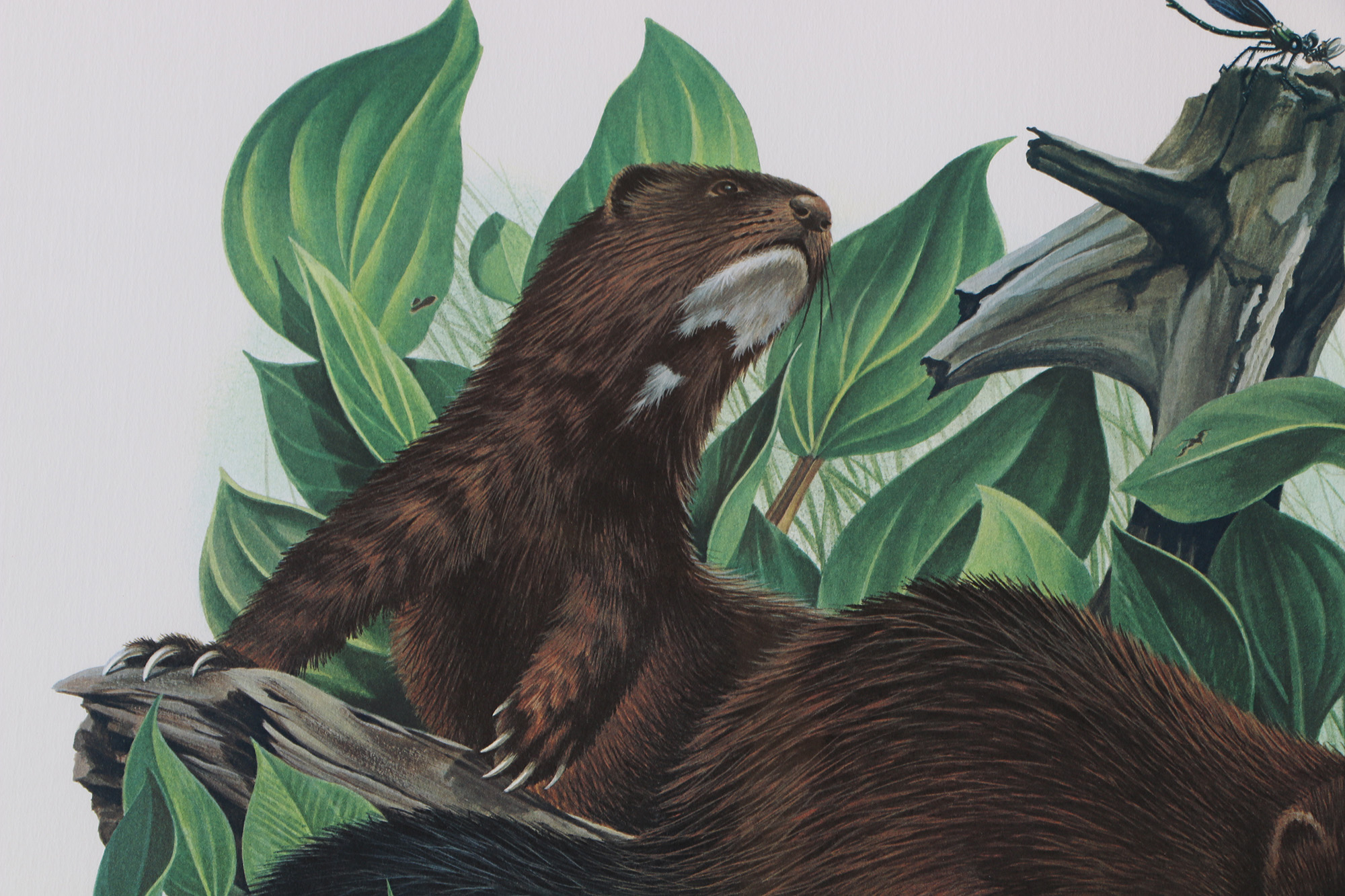 Richard Timm Offset Lithographs "Mammals of North America" Portfolio