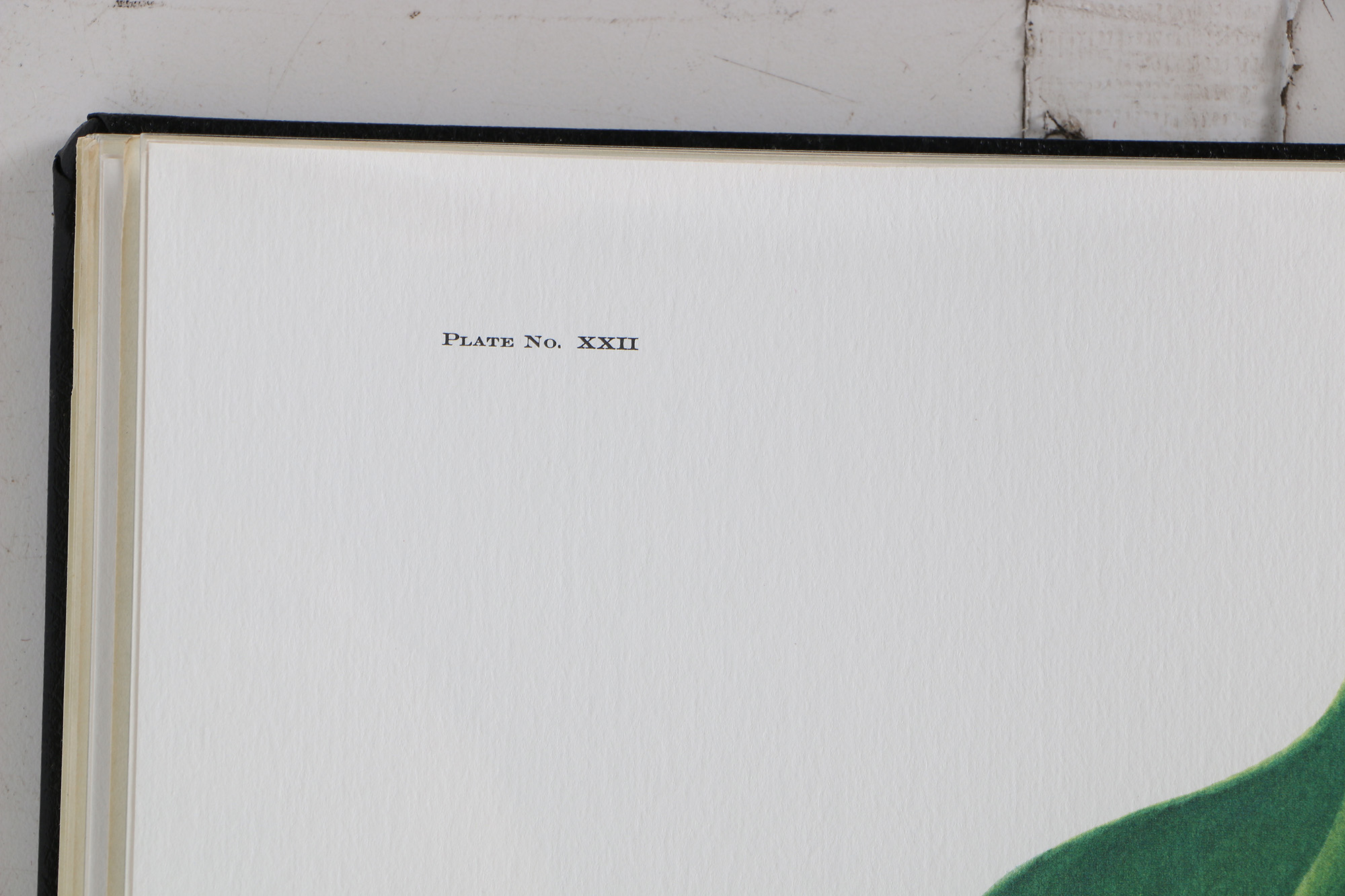 Richard Timm Offset Lithographs "Mammals of North America" Portfolio