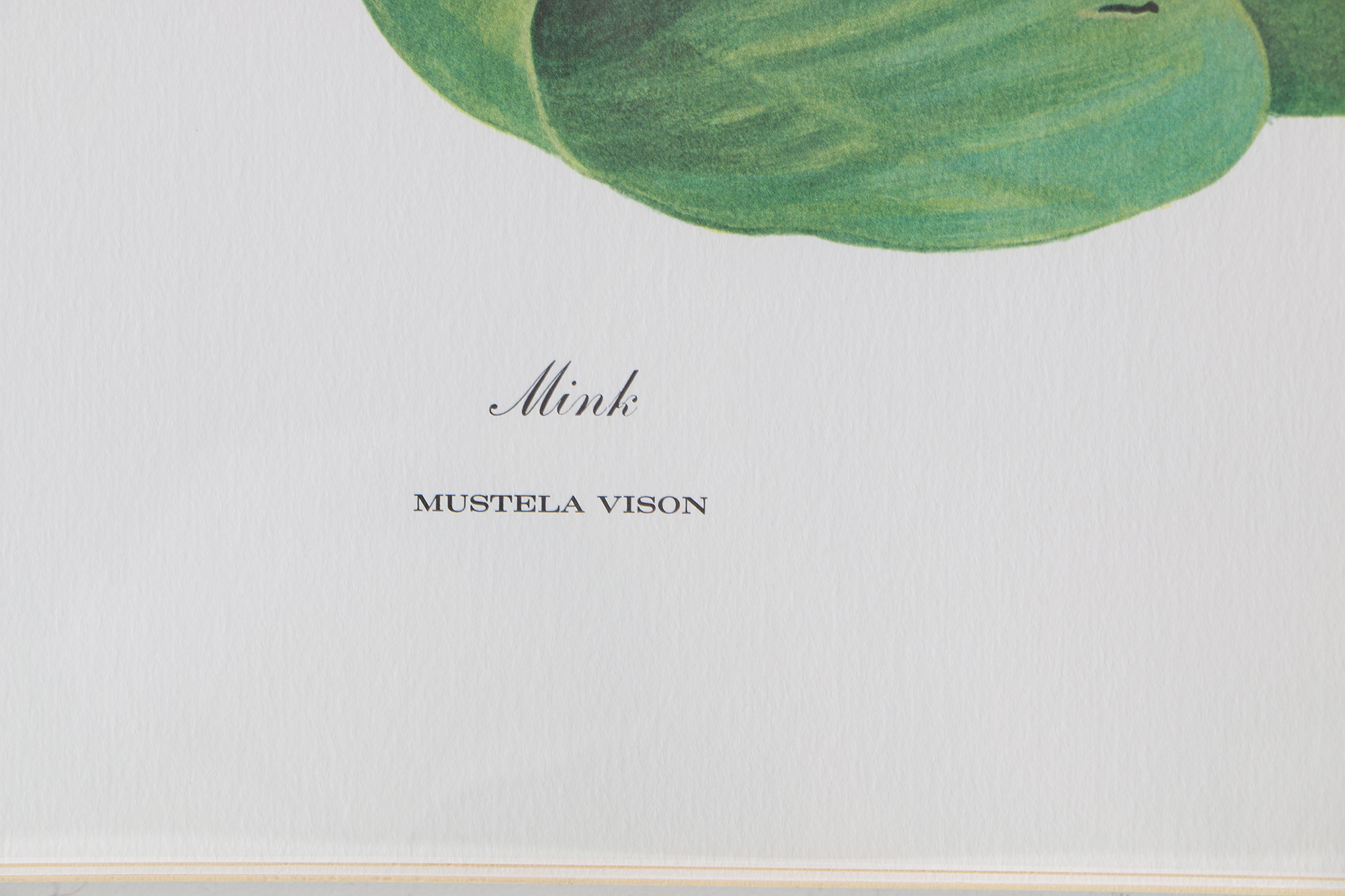 Richard Timm Offset Lithographs "Mammals of North America" Portfolio