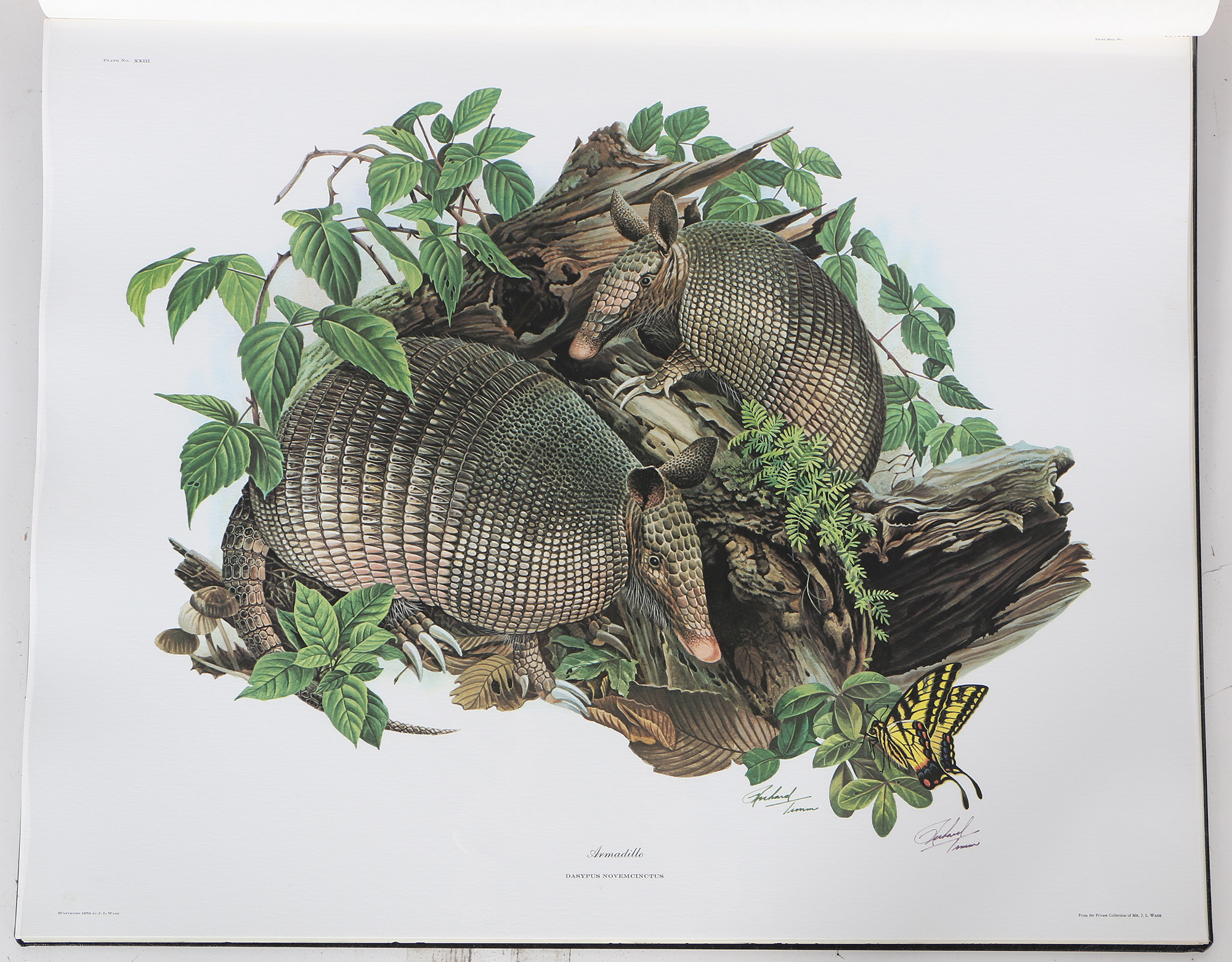 Richard Timm Offset Lithographs "Mammals of North America" Portfolio
