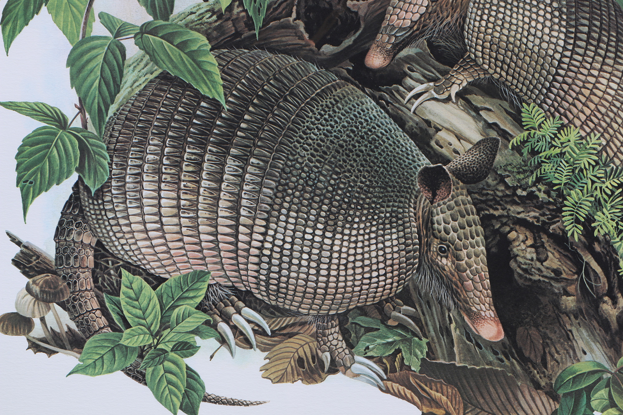 Richard Timm Offset Lithographs "Mammals of North America" Portfolio