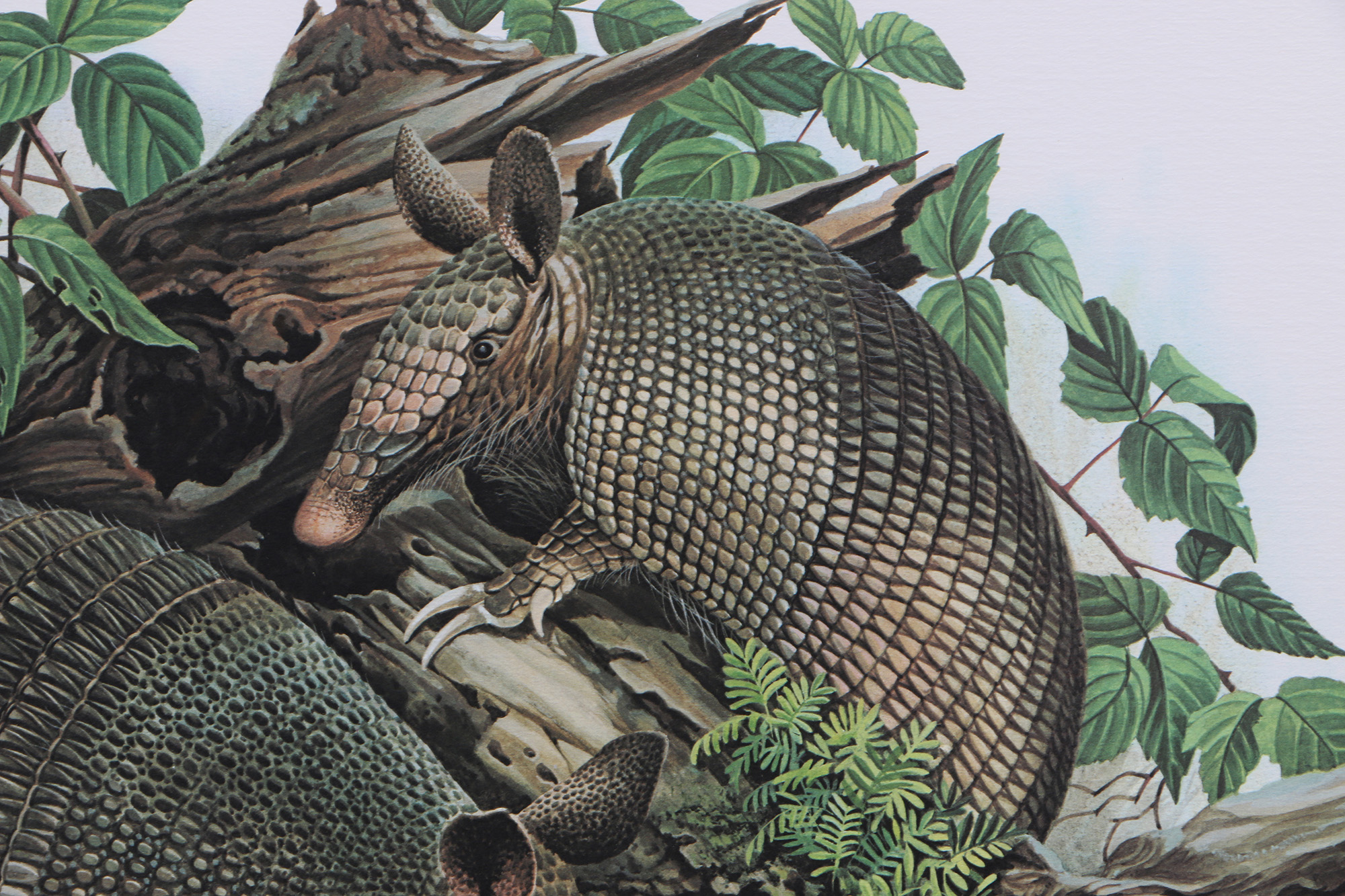 Richard Timm Offset Lithographs "Mammals of North America" Portfolio