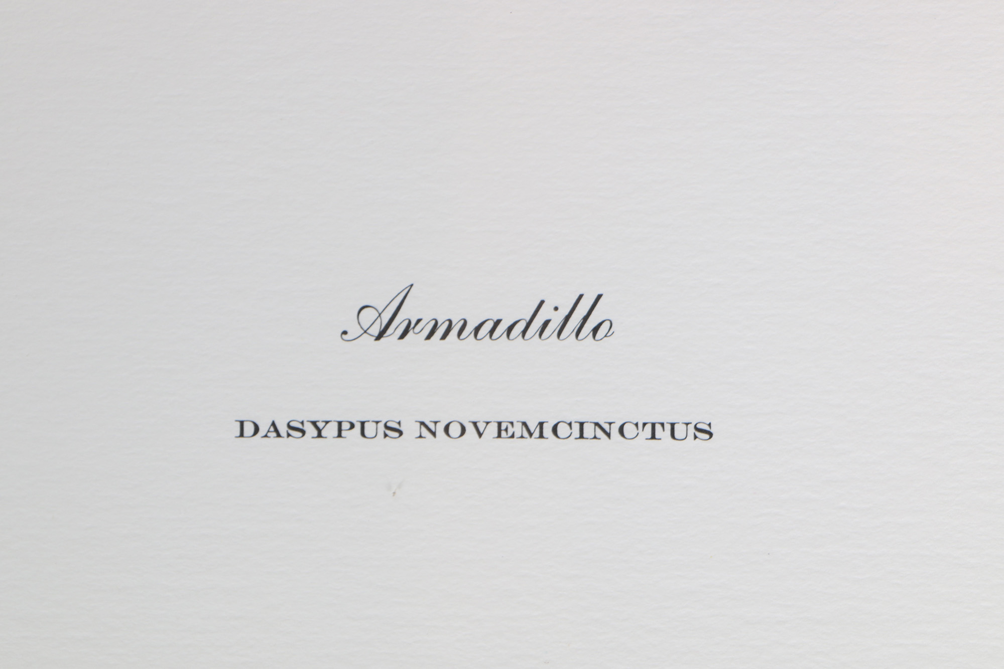 Richard Timm Offset Lithographs "Mammals of North America" Portfolio